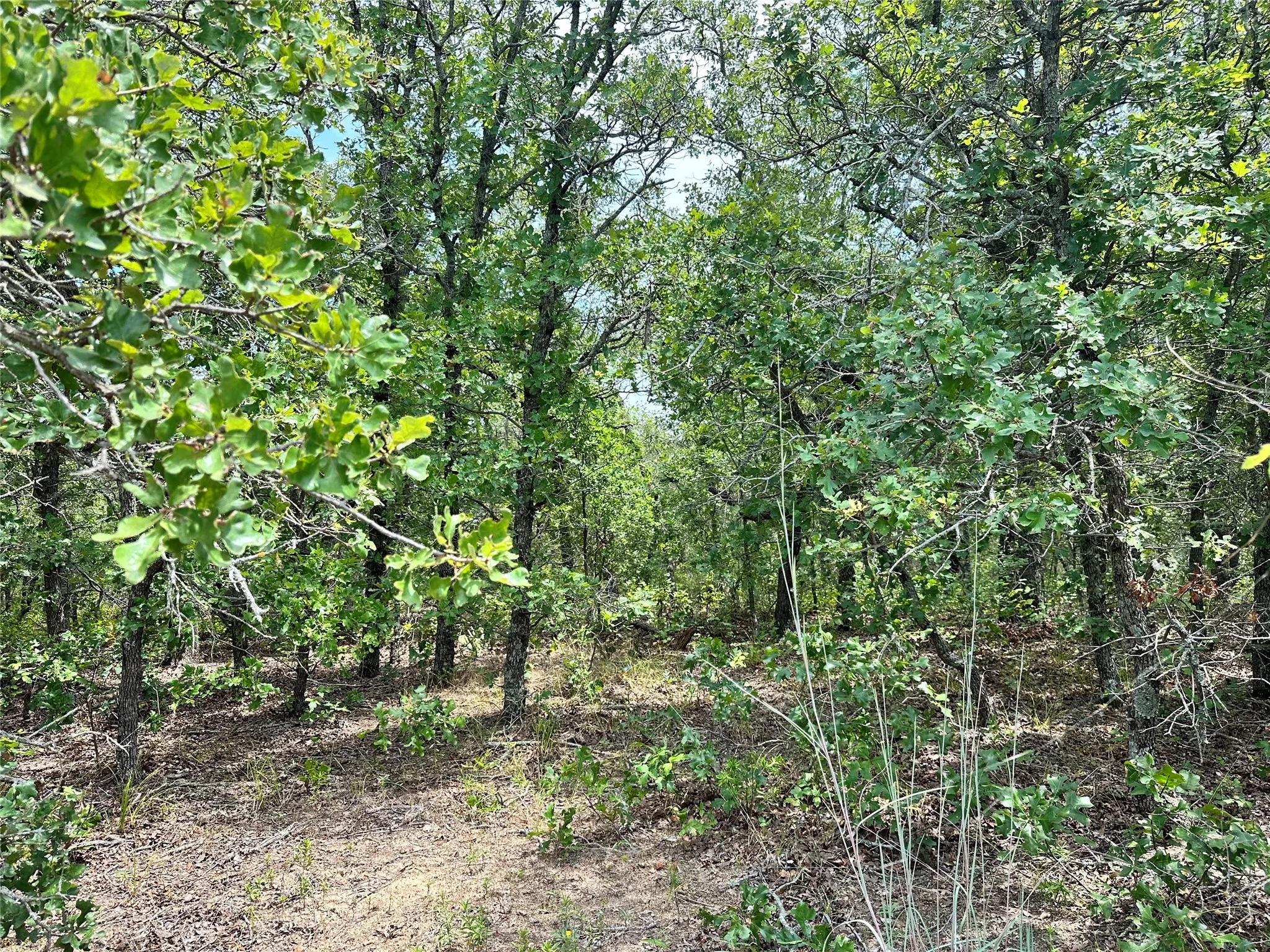 Unimproved Land For Sale in Eastland County , TBD Highway 206, Cisco, Texas 76437, 0, 0, Garage spaces, 0 Sqft, built in 0, Price $130,000, mls#21246887, Real Estate Agent in Cisco, Homes For Sale in Eastland county, Homes For Sale in Cisco, Realtor in Cisco Texas, Real Estate Brokerage Independent Realty Texas, Luminita Cordes Realtor