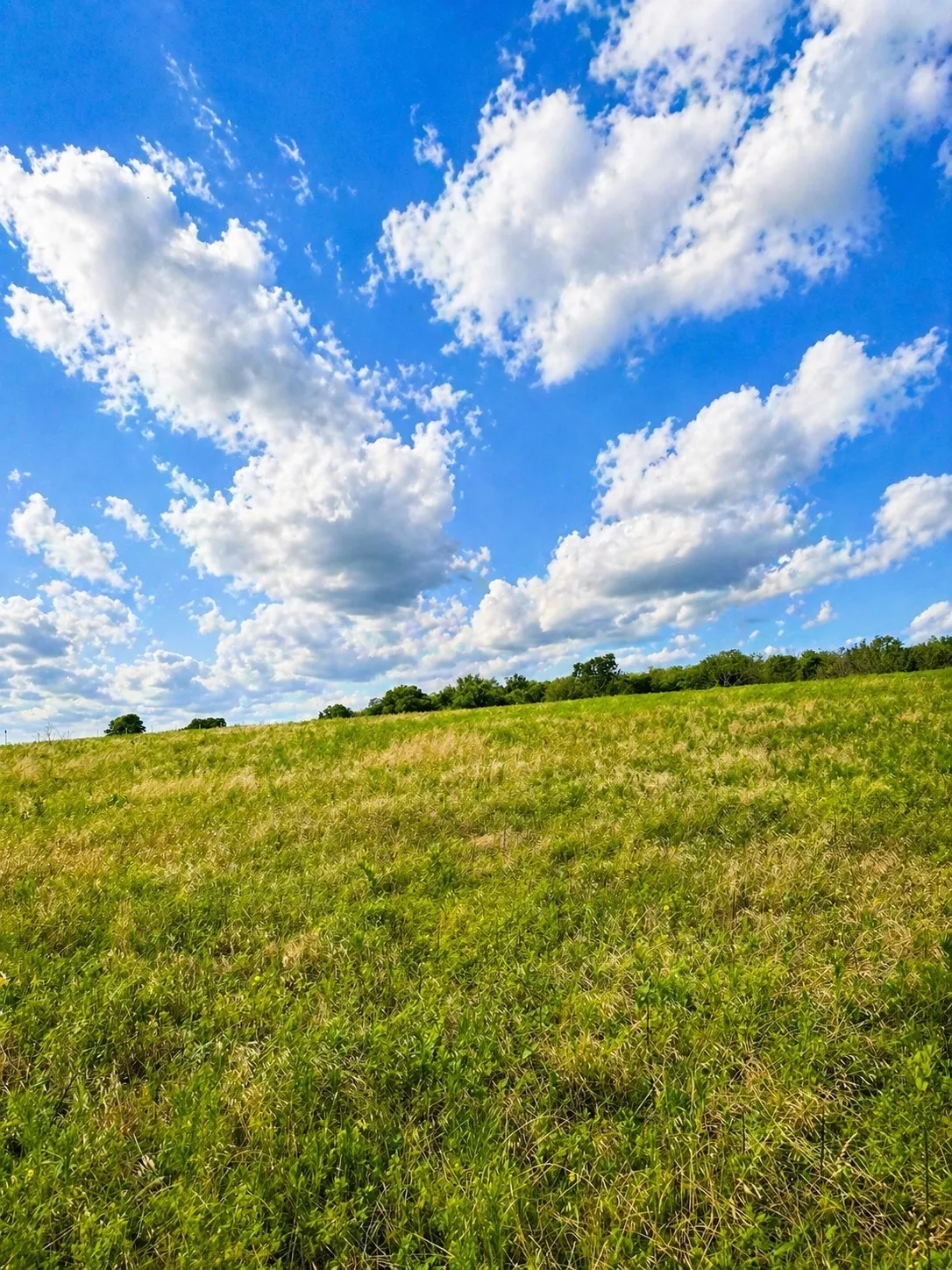 Unimproved Land For Sale in Grayson County , Lot 15 Old Sandborn Ranch Road, Whitesboro, Texas 76268, 0, 0, Garage spaces, 0 Sqft, built in 0, Price $189,900, mls#21250998, Real Estate Agent in Whitesboro, Homes For Sale in Grayson county, Homes For Sale in Whitesboro, Realtor in Whitesboro Texas, Real Estate Brokerage Independent Realty Texas, Luminita Cordes Realtor