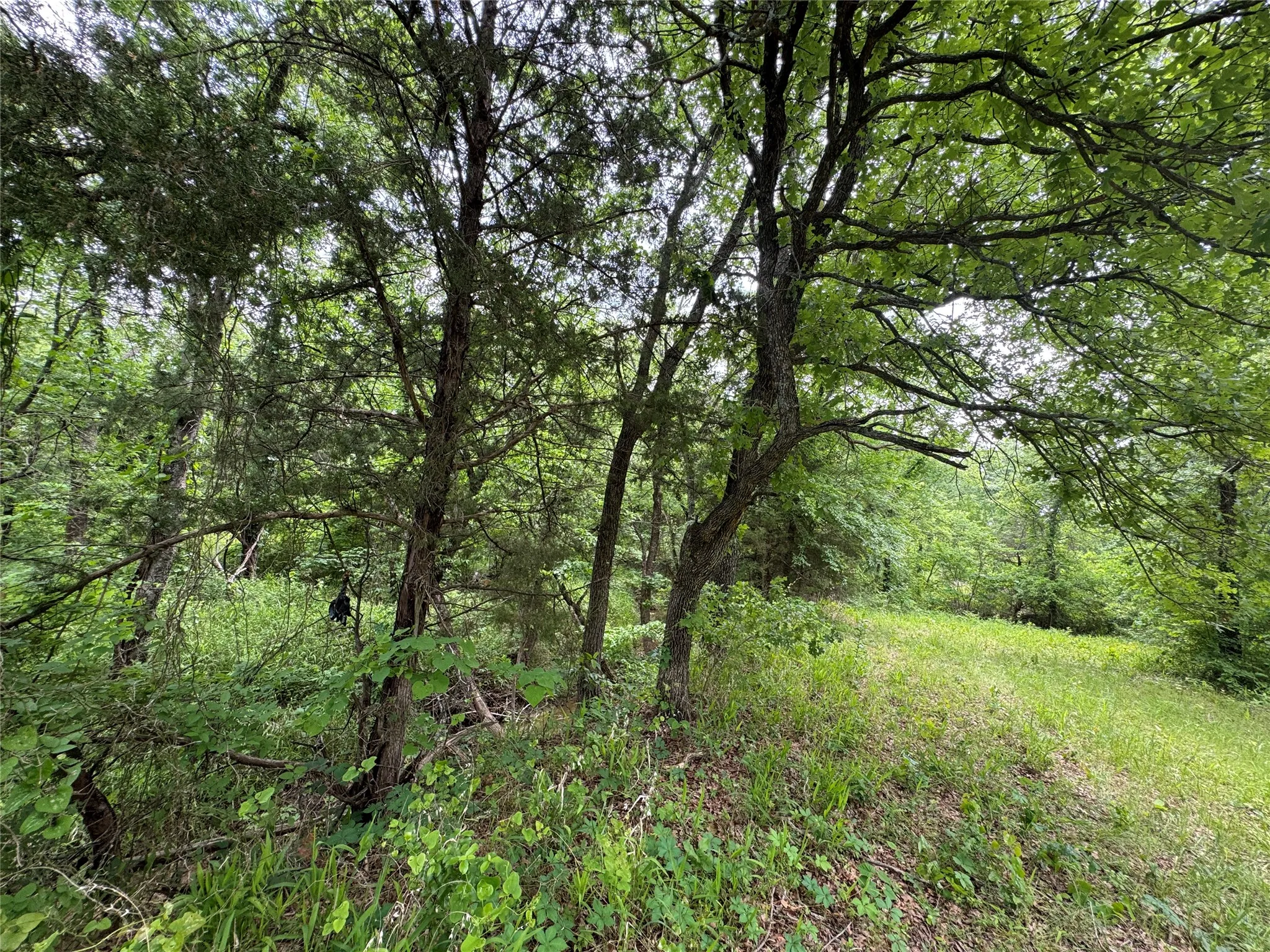 Unimproved Land For Sale in Cooke County , 210 County Road 1264, Whitesboro, Texas 76273, 0, 0, Garage spaces, 0 Sqft, built in 0, Price $174,000, mls#21251190, Real Estate Agent in Whitesboro, Homes For Sale in Cooke county, Homes For Sale in Whitesboro, Realtor in Whitesboro Texas, Real Estate Brokerage Independent Realty Texas, Luminita Cordes Realtor