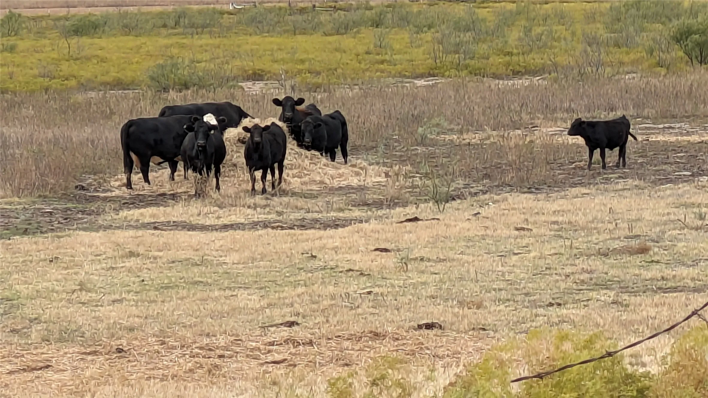 Ranch For Sale in Callahan County , TBD1 County Road 250, Clyde, Texas 79510, 0, 0, Garage spaces, 0 Sqft, built in 0, mls#21251531, Real Estate Agent in Clyde, Homes For Sale in Callahan county, Homes For Sale in Clyde, Realtor in Clyde Texas, Real Estate Brokerage Independent Realty Texas, Luminita Cordes Realtor