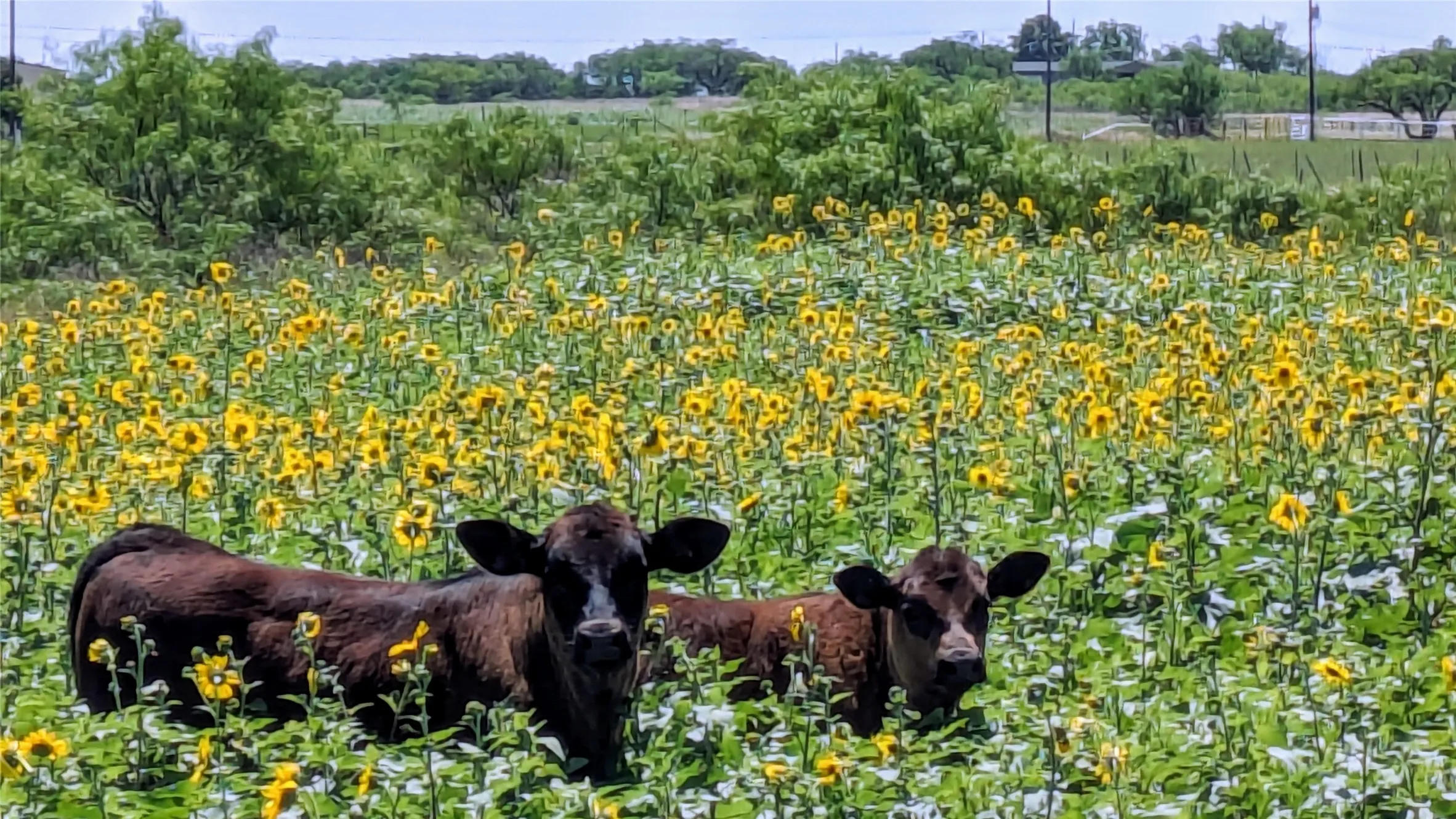 Ranch For Sale in Callahan County , TBD1 County Road 250, Clyde, Texas 79510, 0, 0, Garage spaces, 0 Sqft, built in 0, mls#21251531, Real Estate Agent in Clyde, Homes For Sale in Callahan county, Homes For Sale in Clyde, Realtor in Clyde Texas, Real Estate Brokerage Independent Realty Texas, Luminita Cordes Realtor