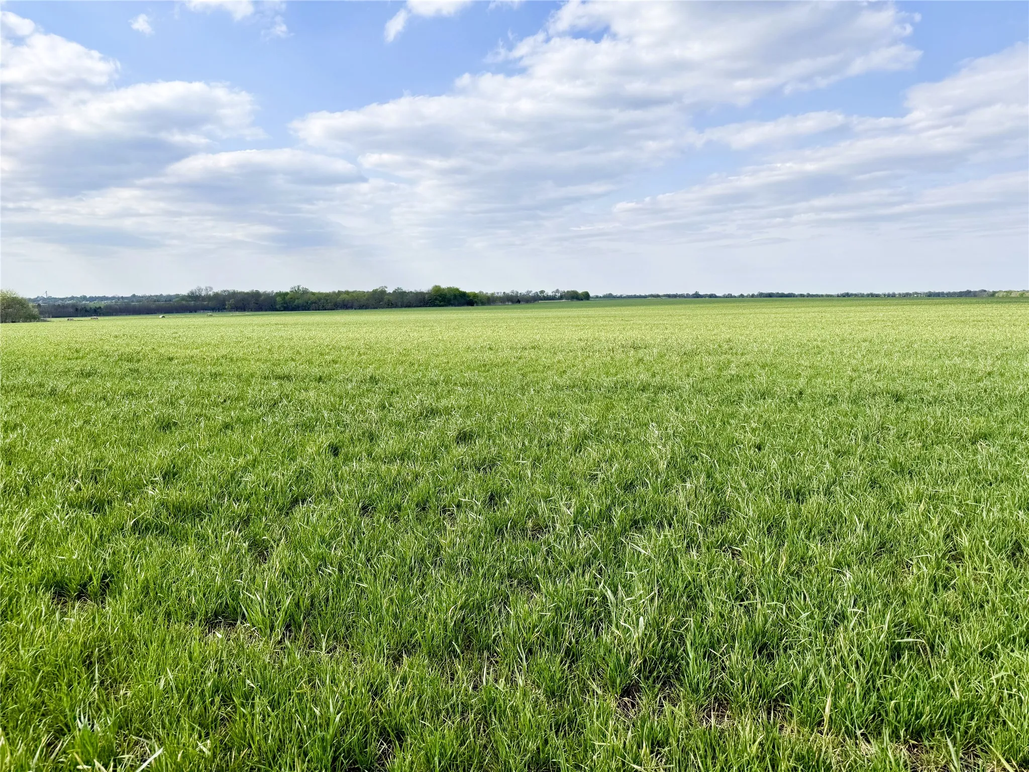 Unimproved Land For Sale in Delta County , TBD Fm 64, Pecan Gap, Texas 75469, 0, 0, Garage spaces, 0 Sqft, built in 0, mls#21251798, Real Estate Agent in Pecan Gap, Homes For Sale in Delta county, Homes For Sale in Pecan Gap, Realtor in Pecan Gap Texas, Real Estate Brokerage Independent Realty Texas, Luminita Cordes Realtor