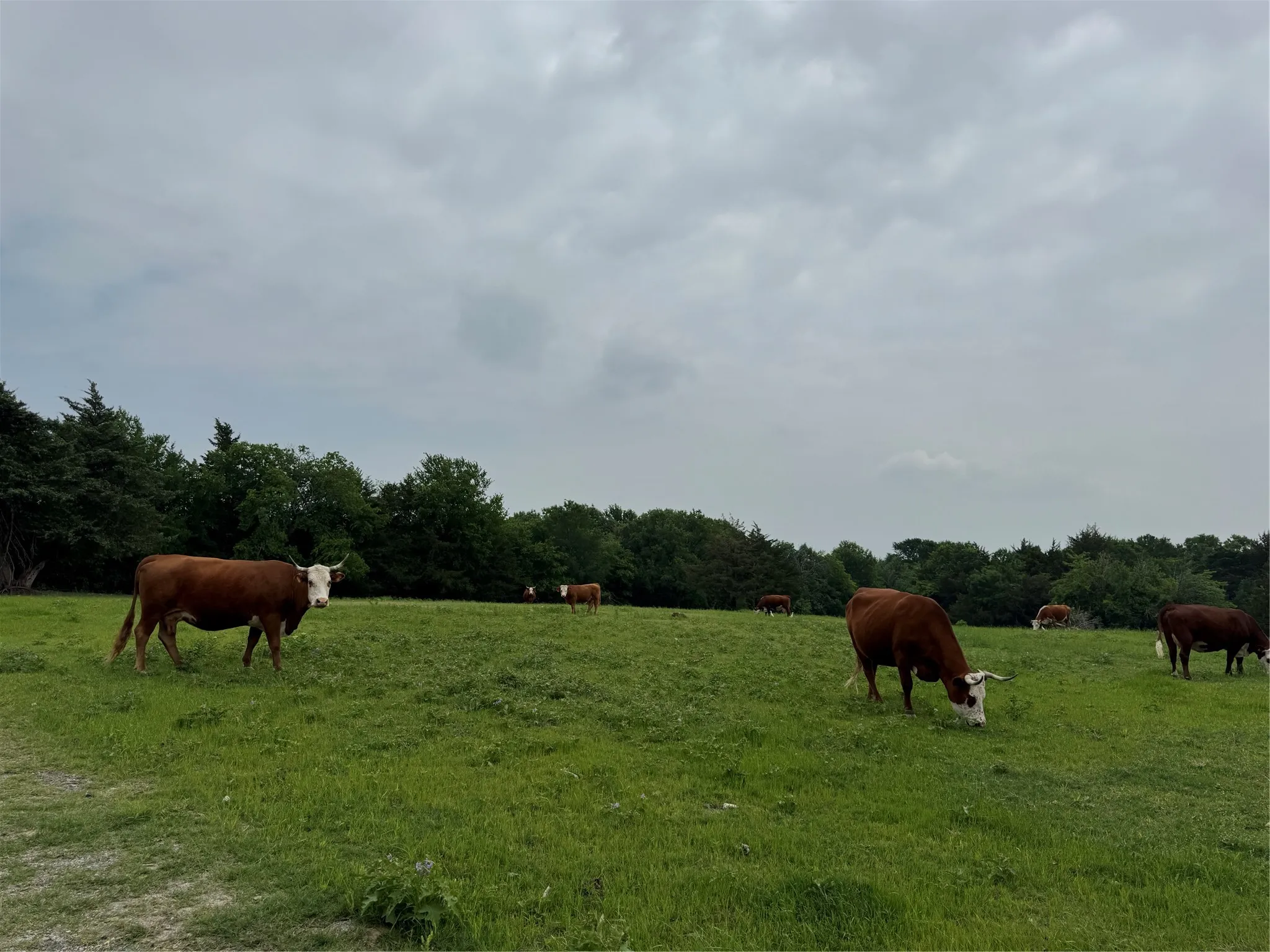 Unimproved Land For Sale in Collin County , 6910 County Road 1218, Mc Kinney, Texas 75071, 0, 0, Garage spaces, 0 Sqft, built in 0, Price $4,546,985, mls#21251436, Real Estate Agent in Mc Kinney, Homes For Sale in Collin county, Homes For Sale in Mc Kinney, Realtor in Mc Kinney Texas, Real Estate Brokerage Independent Realty Texas, Luminita Cordes Realtor