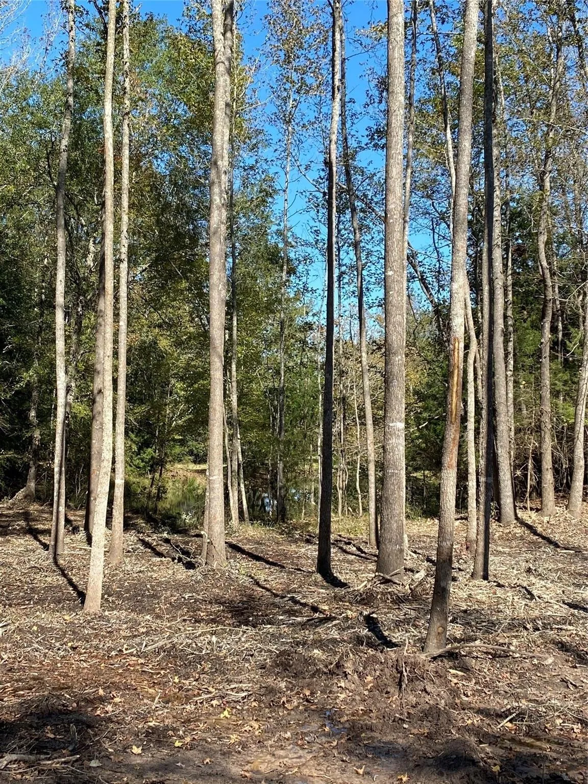 Unimproved Land For Sale in Henderson County , TBD PR 8903, Athens, Texas 75752, 0, 0, Garage spaces, 0 Sqft, built in 0, Price $74,000, mls#21252299, Real Estate Agent in Athens, Homes For Sale in Henderson county, Homes For Sale in Athens, Realtor in Athens Texas, Real Estate Brokerage Independent Realty Texas, Luminita Cordes Realtor