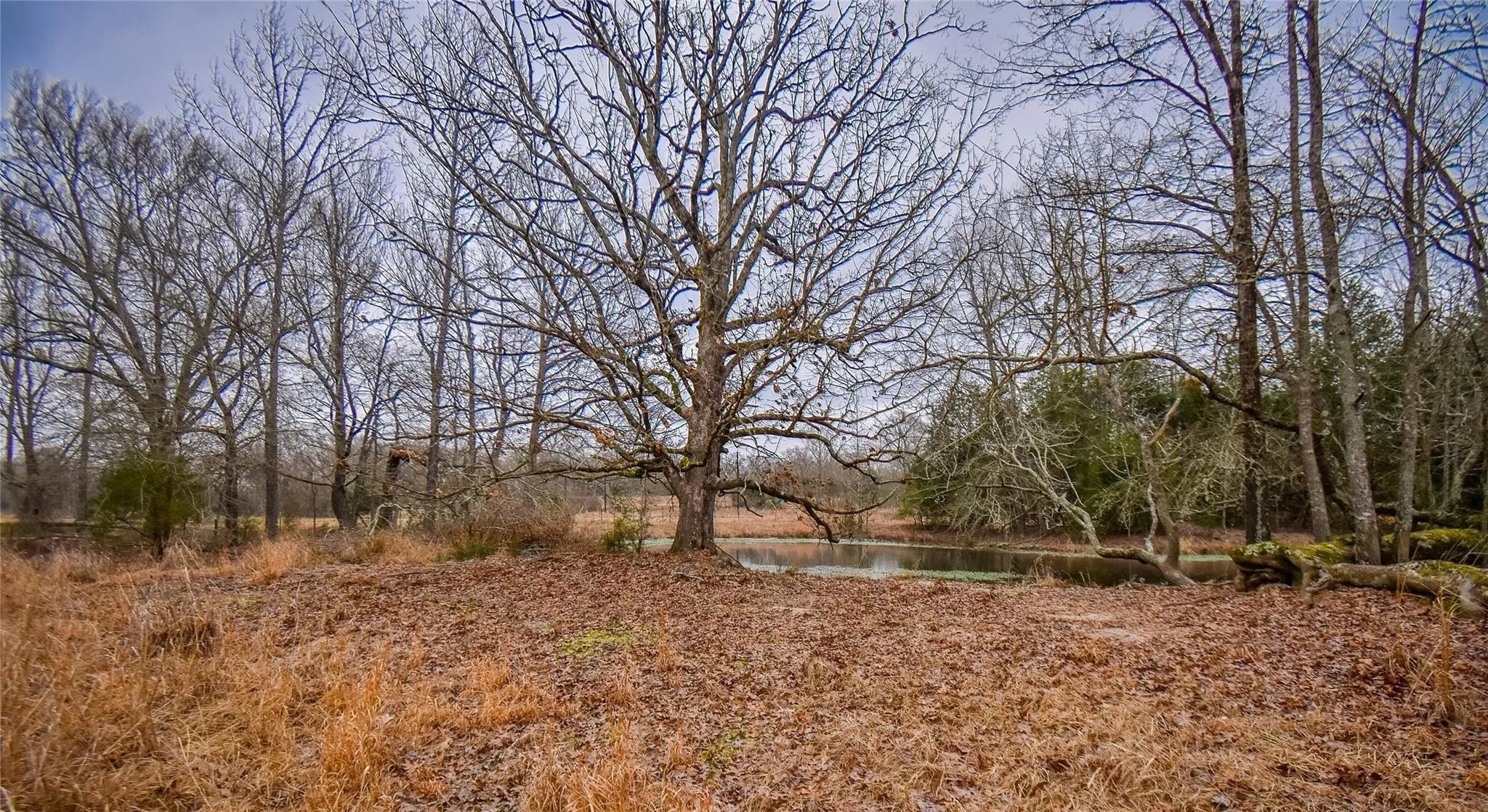 Unimproved Land For Sale in Henderson County , TBD PR 8903, Athens, Texas 75752, 0, 0, Garage spaces, 0 Sqft, built in 0, Price $74,000, mls#21252299, Real Estate Agent in Athens, Homes For Sale in Henderson county, Homes For Sale in Athens, Realtor in Athens Texas, Real Estate Brokerage Independent Realty Texas, Luminita Cordes Realtor