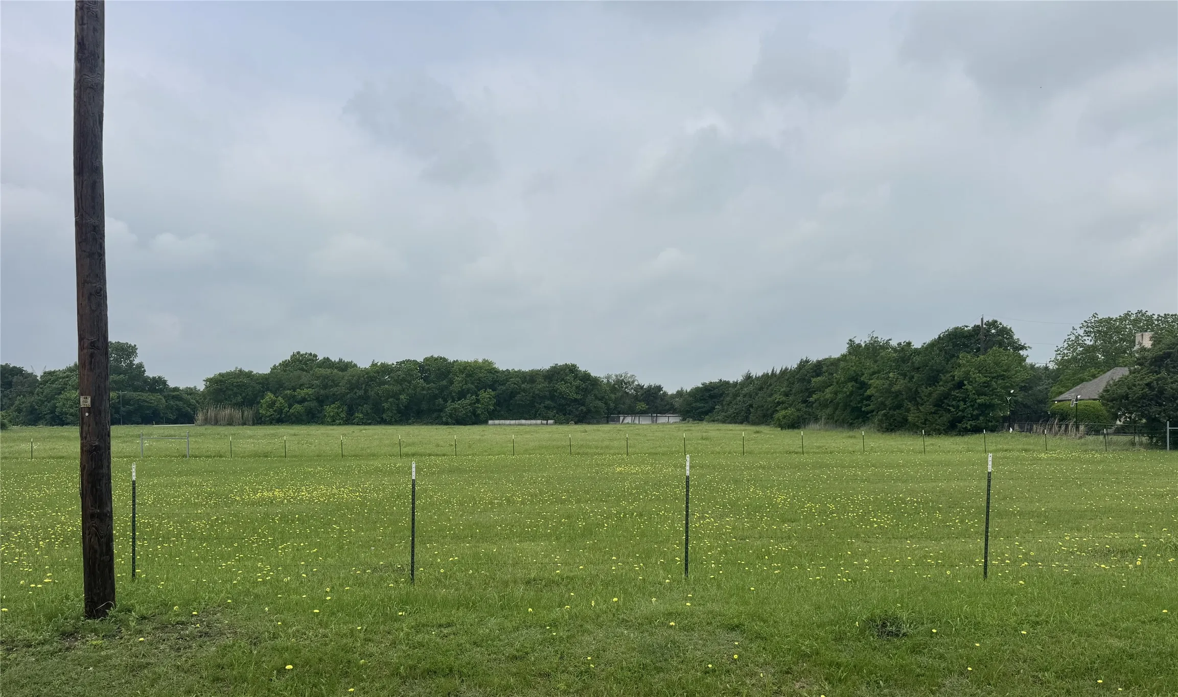 Expansive open field featuring green grass and scattered yellow wildflowers
