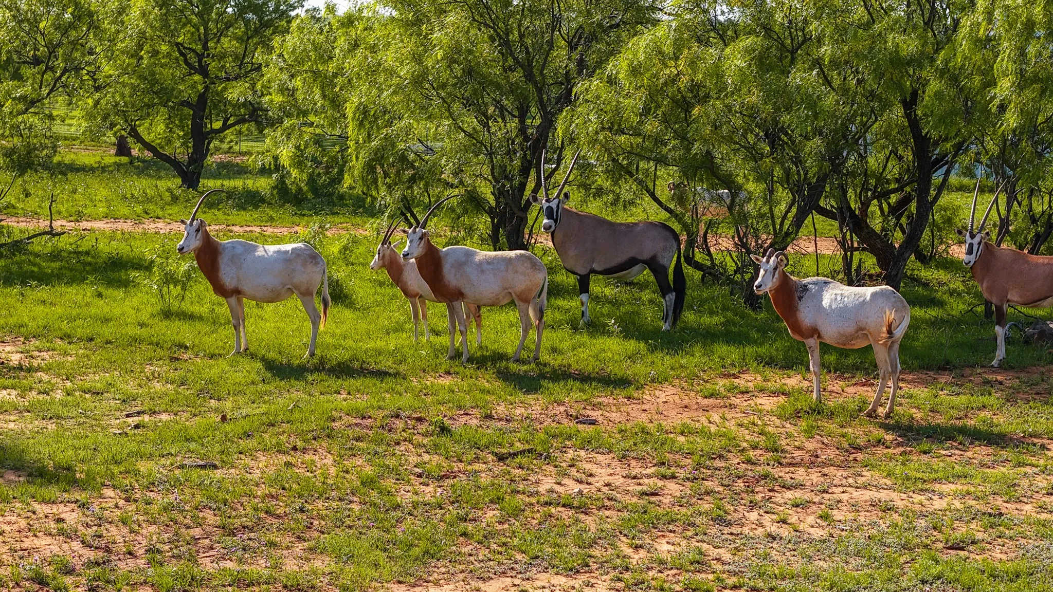 Farm For Sale in Young County , 10000 Fm 209, Graham, Texas 76450, 5 Bedroom, 4 Bathroom, 2 Garage spaces, 7,970 Sqft, built in 2022, Preowned, mls#21251893, Real Estate Agent in Graham, Homes For Sale in Young county, Homes For Sale in Graham, Realtor in Graham Texas, Real Estate Brokerage Independent Realty Texas, Luminita Cordes Realtor