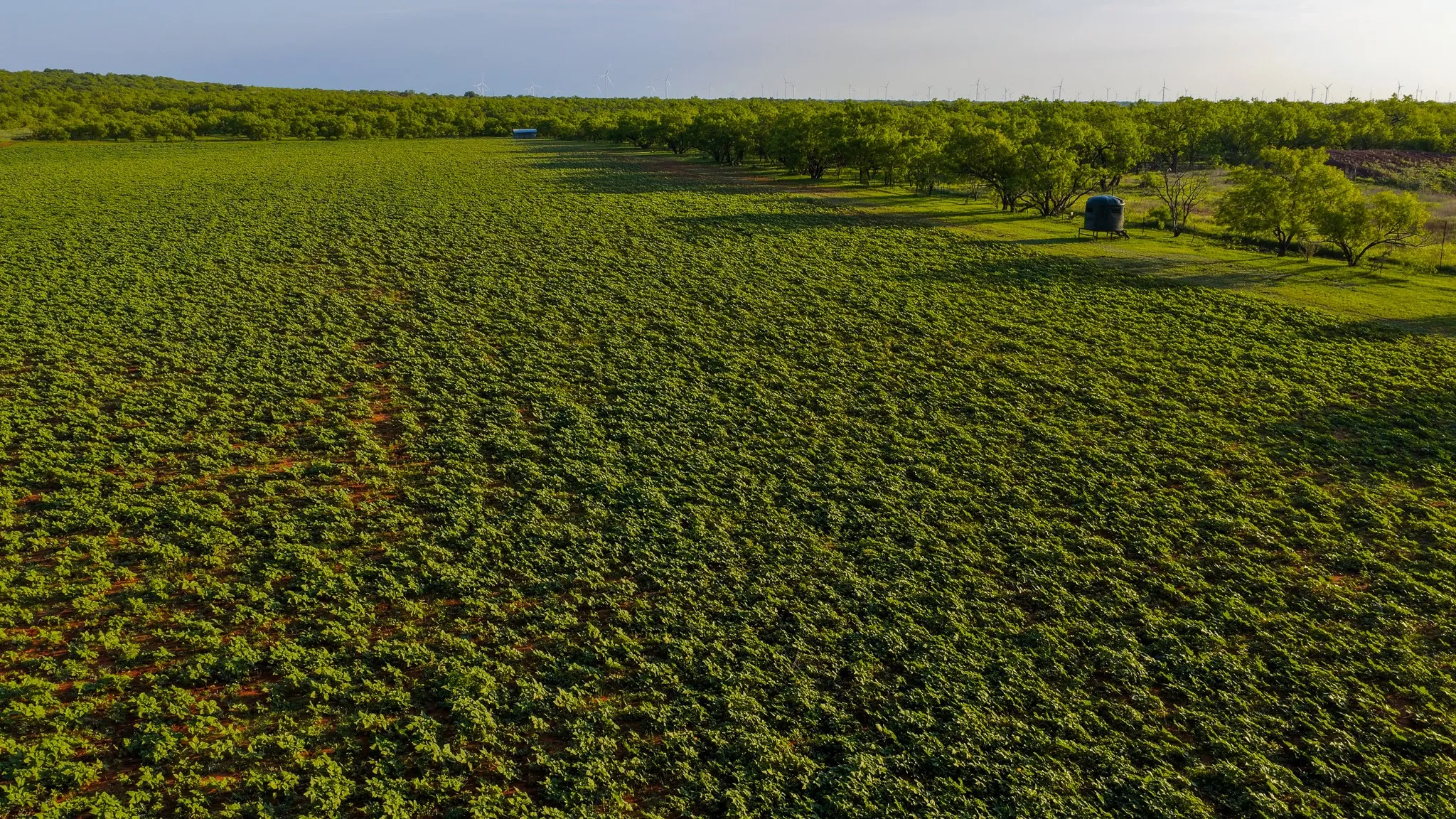 Farm For Sale in Young County , 10000 Fm 209, Graham, Texas 76450, 5 Bedroom, 4 Bathroom, 2 Garage spaces, 7,970 Sqft, built in 2022, Preowned, mls#21251893, Real Estate Agent in Graham, Homes For Sale in Young county, Homes For Sale in Graham, Realtor in Graham Texas, Real Estate Brokerage Independent Realty Texas, Luminita Cordes Realtor