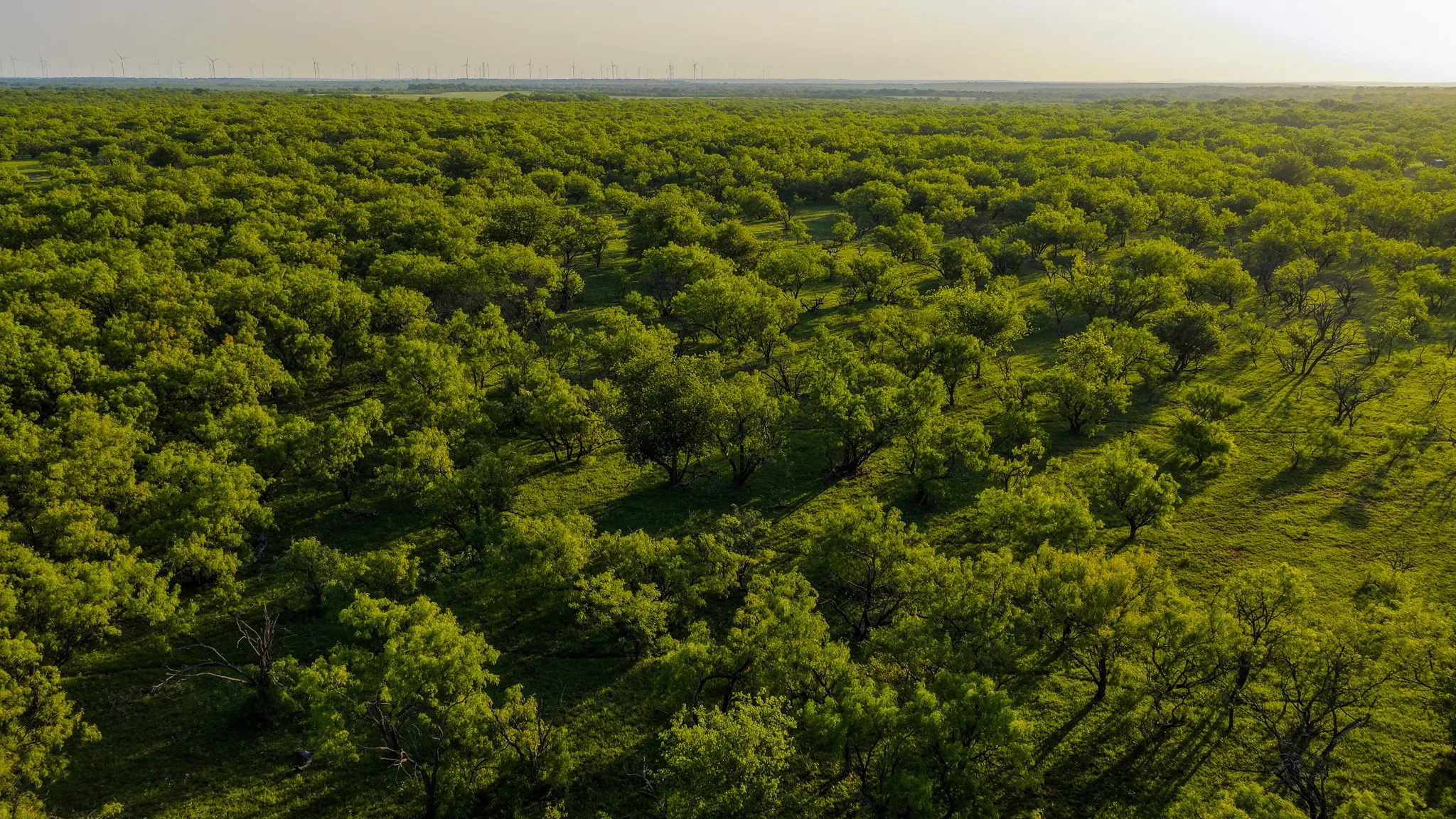 Farm For Sale in Young County , 10000 Fm 209, Graham, Texas 76450, 5 Bedroom, 4 Bathroom, 2 Garage spaces, 7,970 Sqft, built in 2022, Preowned, mls#21251893, Real Estate Agent in Graham, Homes For Sale in Young county, Homes For Sale in Graham, Realtor in Graham Texas, Real Estate Brokerage Independent Realty Texas, Luminita Cordes Realtor