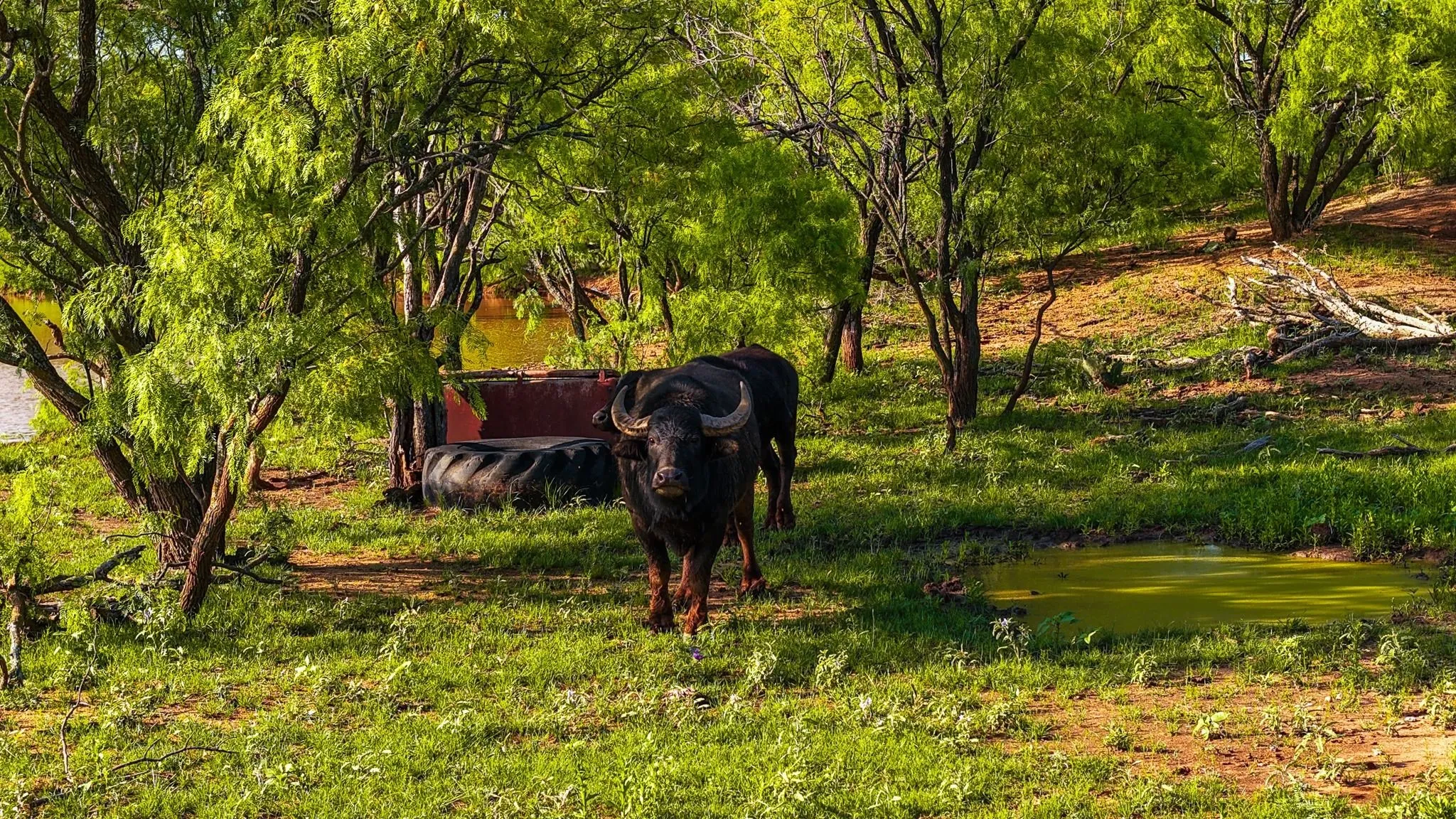 Farm For Sale in Young County , 10000 Fm 209, Graham, Texas 76450, 5 Bedroom, 4 Bathroom, 2 Garage spaces, 7,970 Sqft, built in 2022, Preowned, mls#21251893, Real Estate Agent in Graham, Homes For Sale in Young county, Homes For Sale in Graham, Realtor in Graham Texas, Real Estate Brokerage Independent Realty Texas, Luminita Cordes Realtor