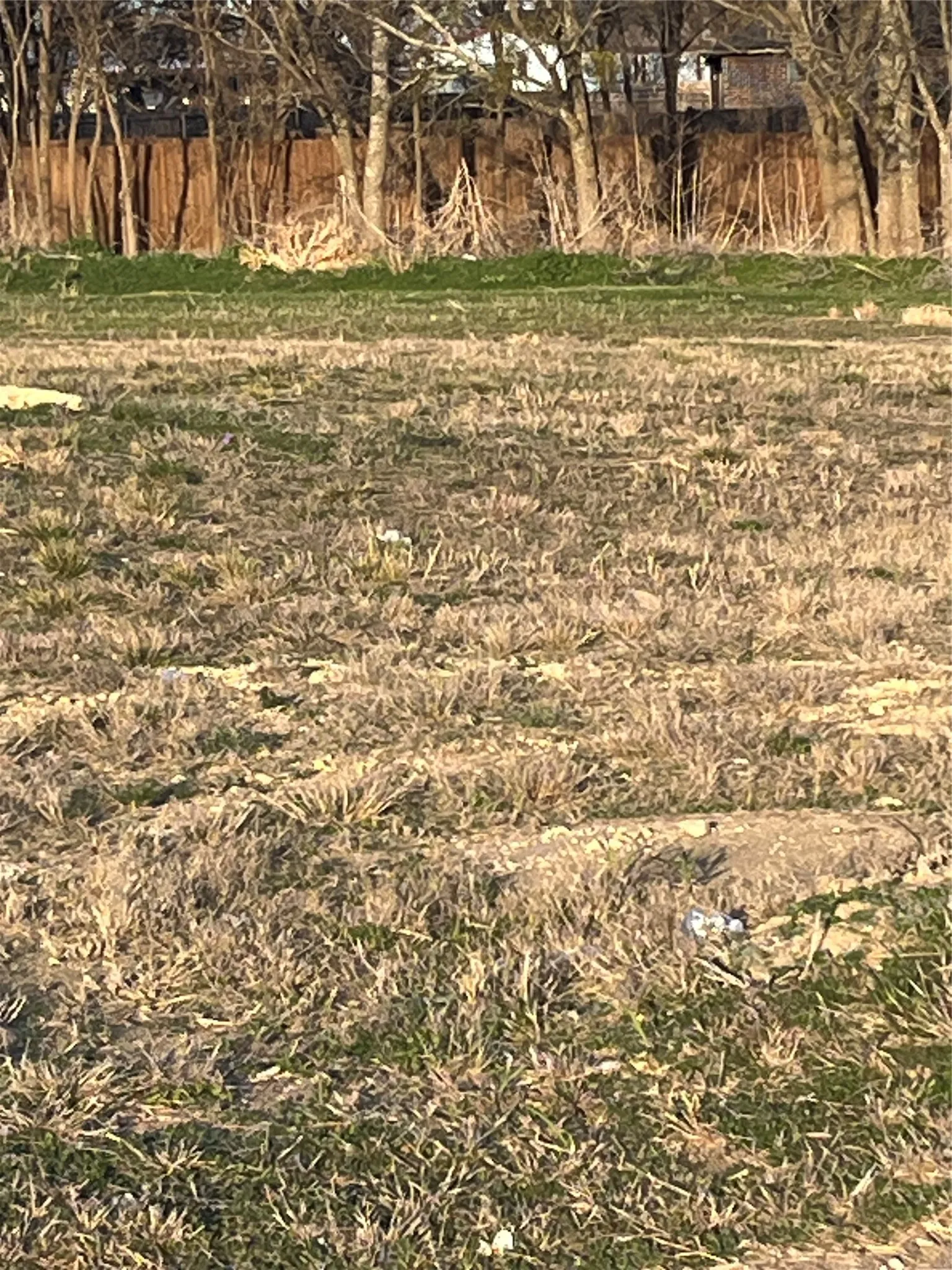 Pasture
