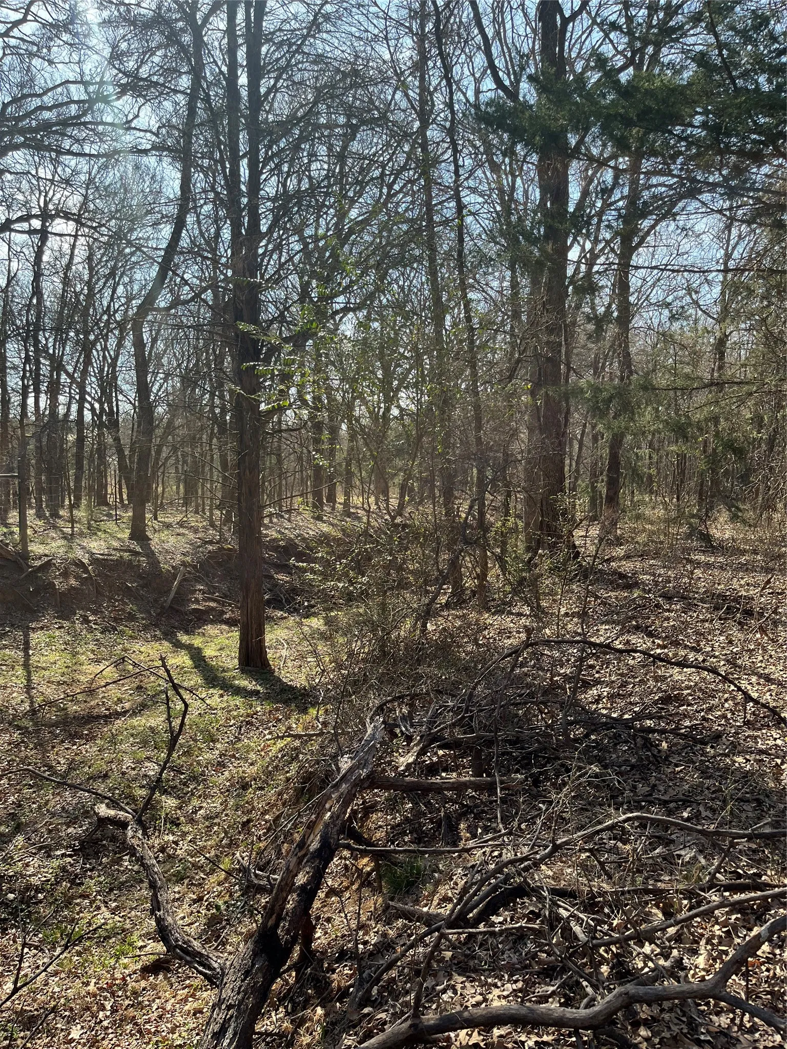 Hard woods