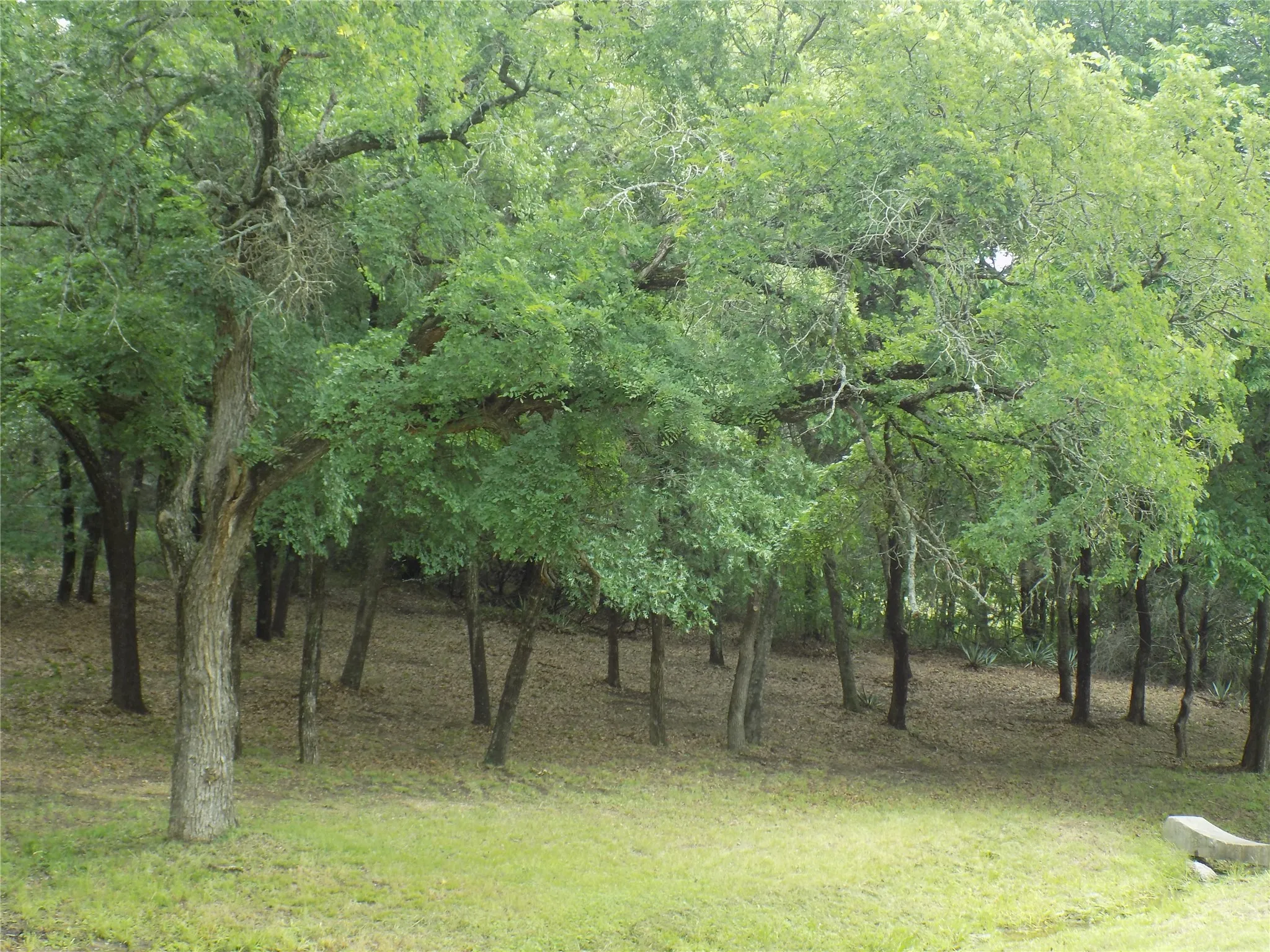 Beautiful views of the park like yard.