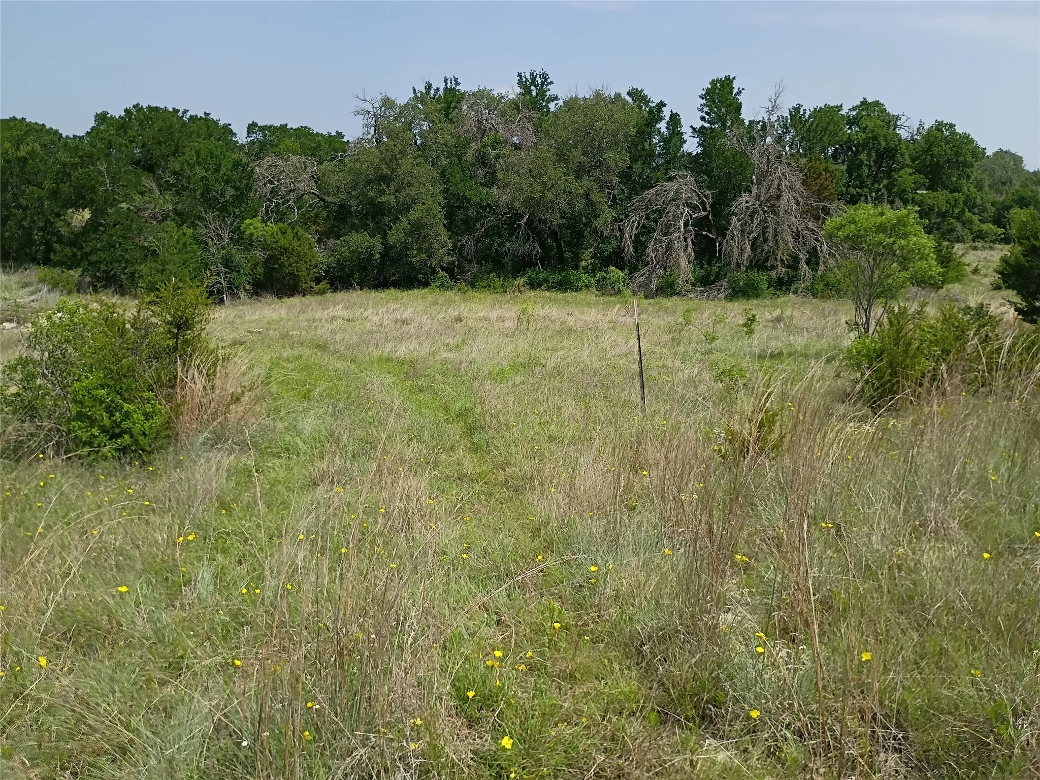 Expansive grassy field with a backdrop of mature trees