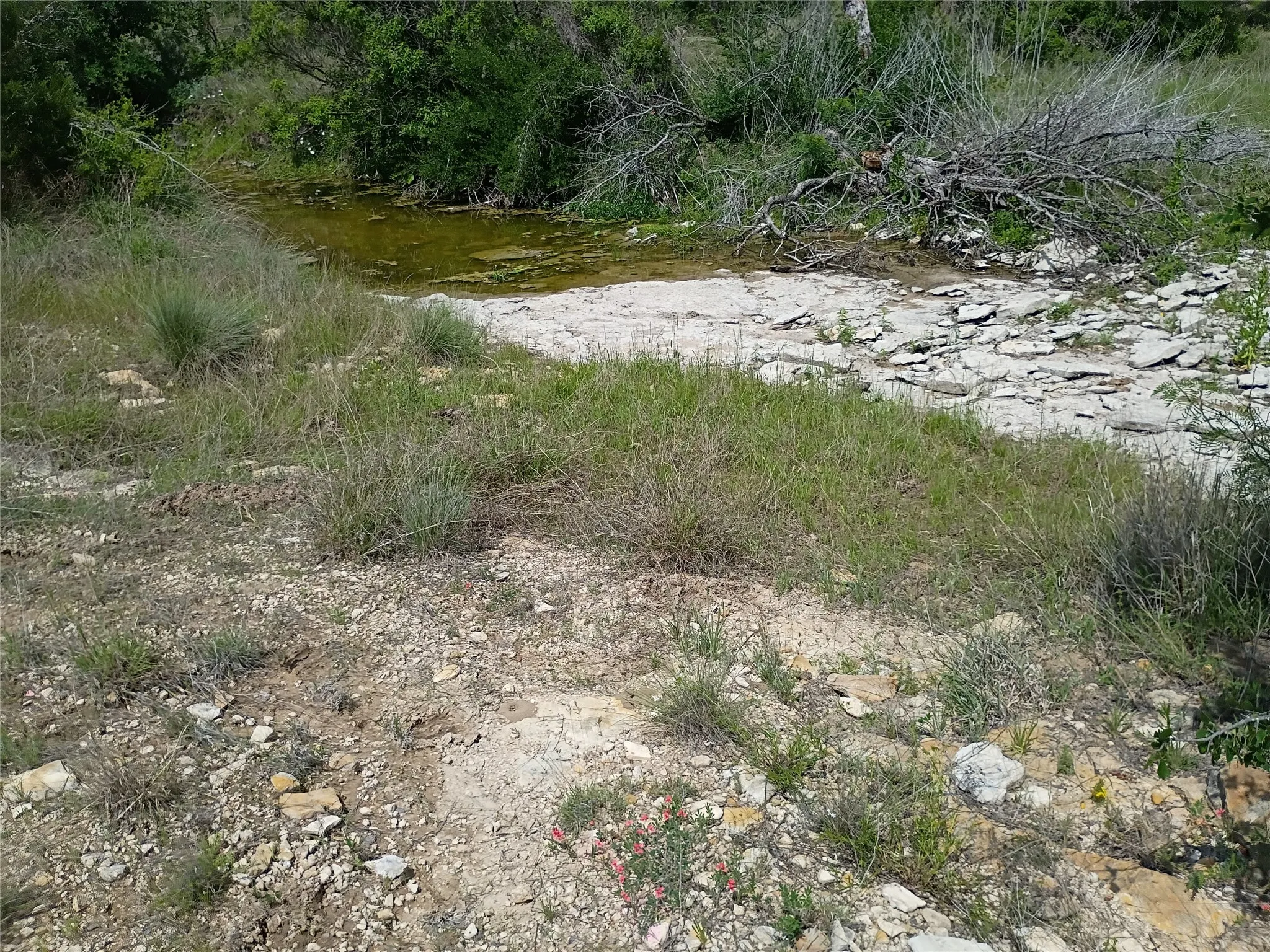 Natural rock bed with visible water, surrounded by native vegetation and established trees