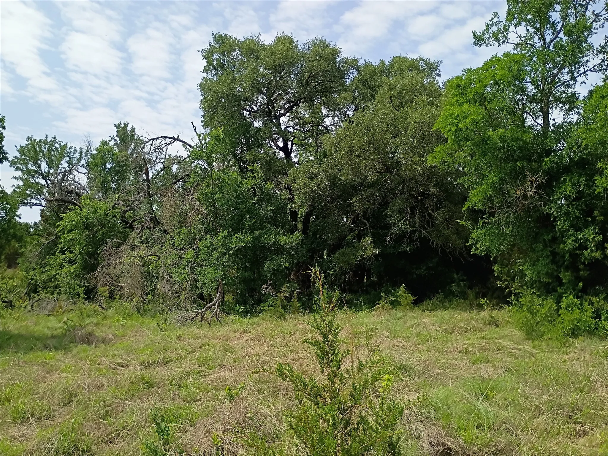 Expansive land parcel featuring a mix of mature trees and open clearings