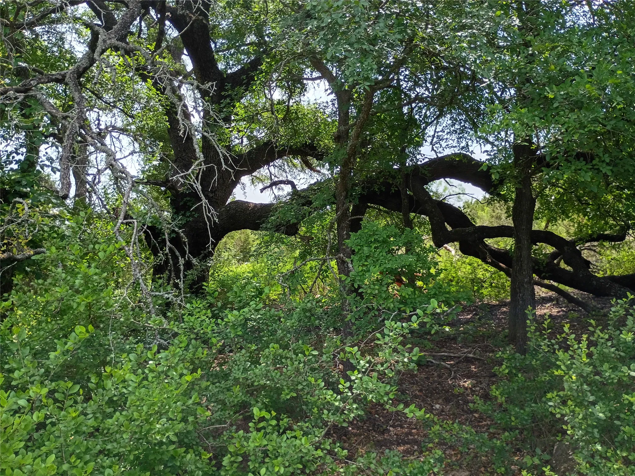 Mature trees with established foliage