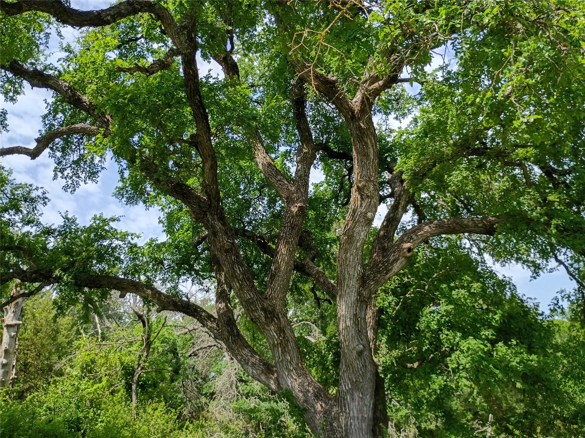 Mature trees with expansive green foliage and visible bark texture