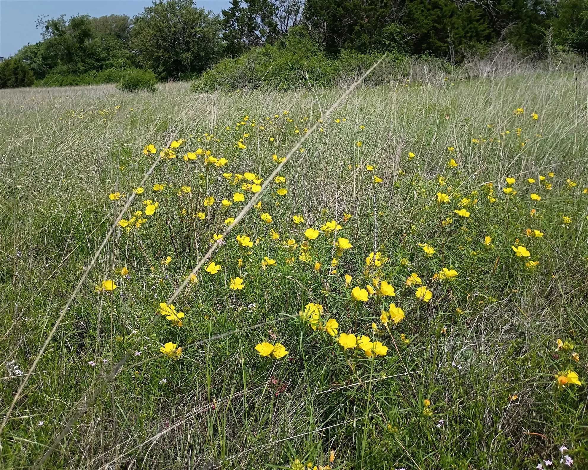 Expansive natural landscape featuring tall grasses and scattered yellow wildflowers