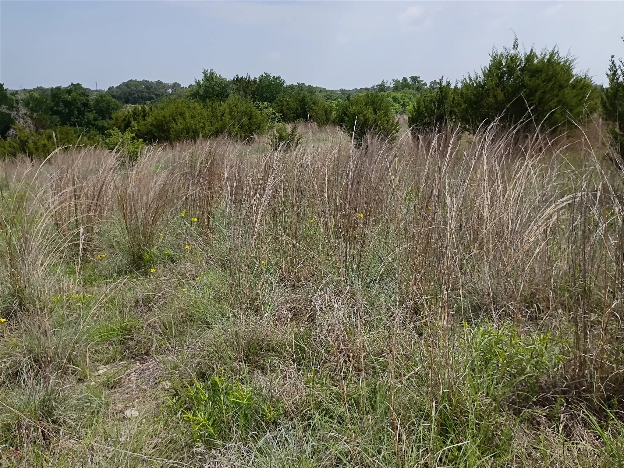 Expansive natural landscape featuring tall grasses and scattered green foliage