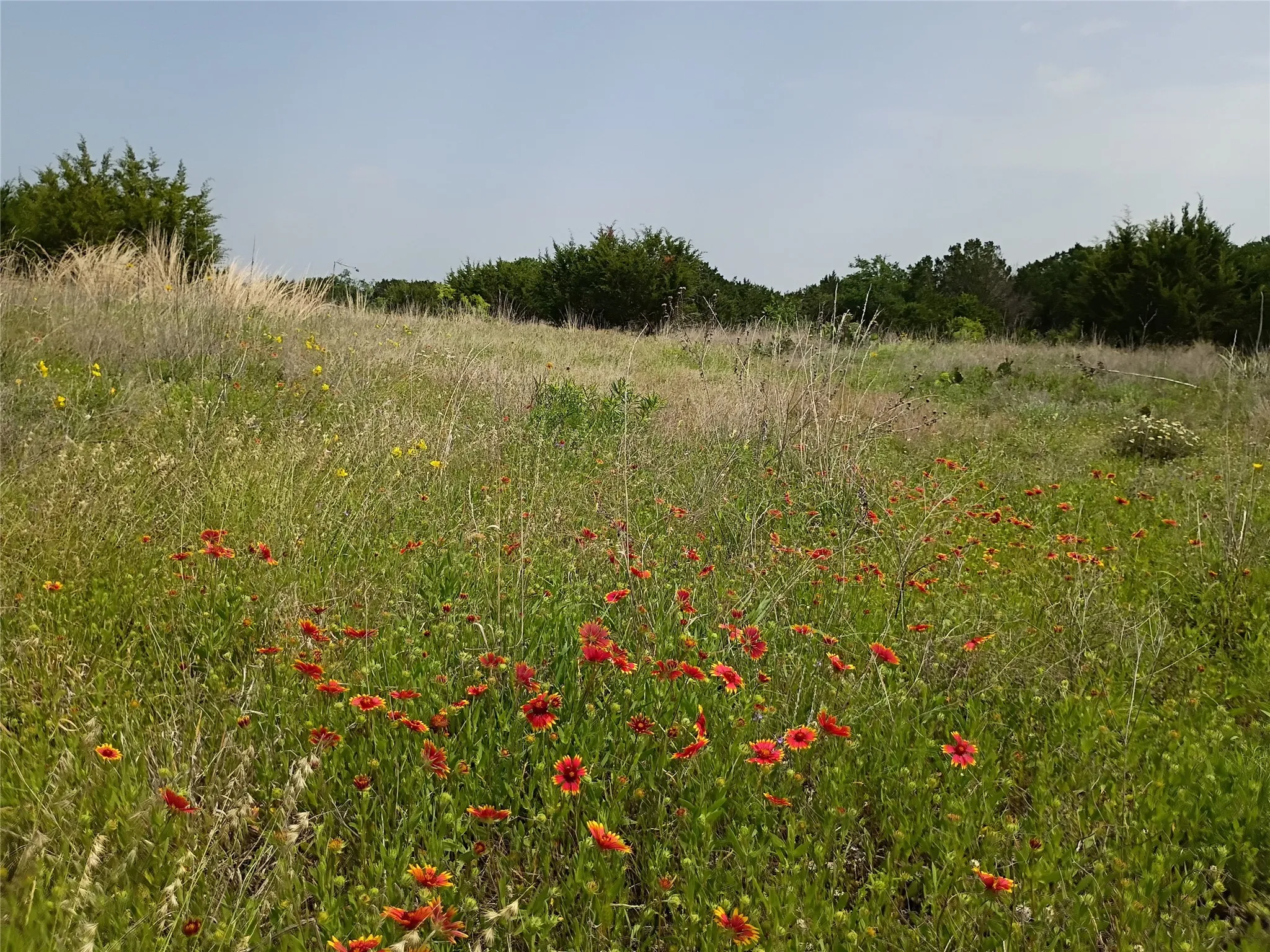 Expansive open field with natural grass and scattered wildflowers