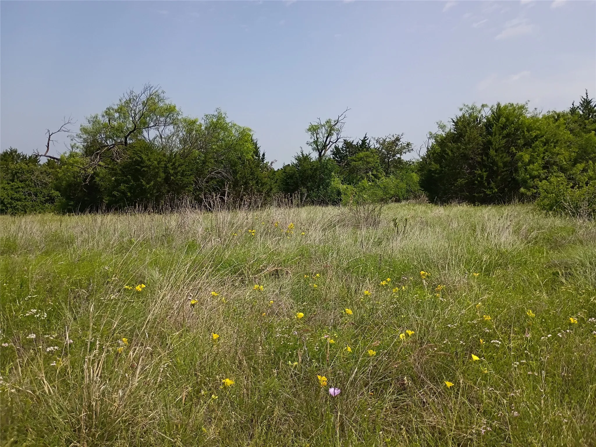 Expansive meadowland featuring natural grasses and scattered wildflowers