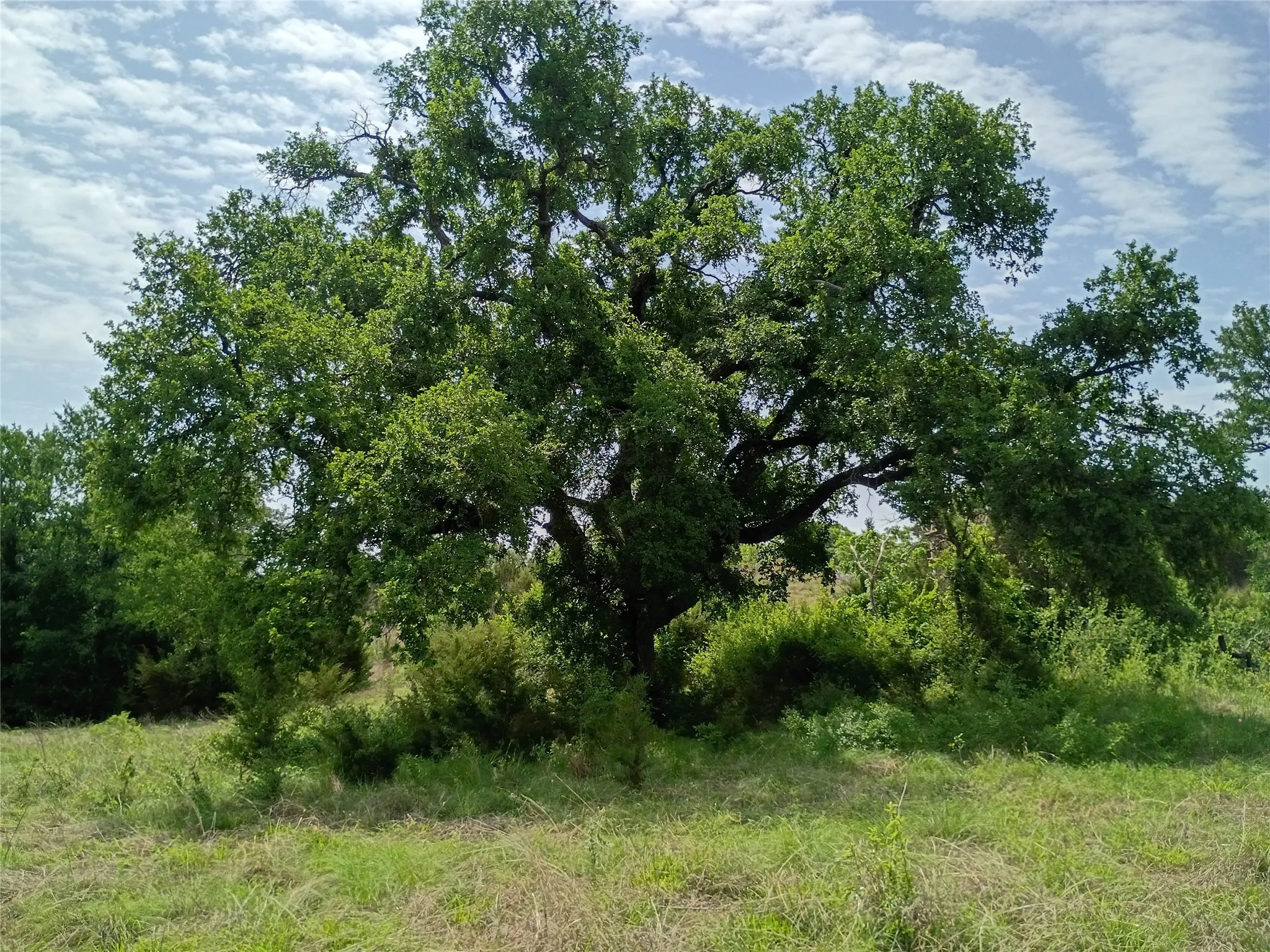 Expansive natural landscape with a prominent mature tree featuring a broad canopy of green foliage