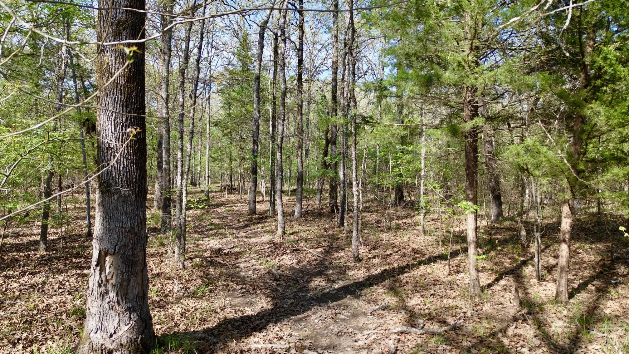 Unimproved Land For Sale in Red River (TX) County , TBD FM 909, Bogata, Texas 75417, 0, 0, Garage spaces, 0 Sqft, built in 0, mls#21253656, Real Estate Agent in Bogata, Homes For Sale in Red River (TX) county, Homes For Sale in Bogata, Realtor in Bogata Texas, Real Estate Brokerage Independent Realty Texas, Luminita Cordes Realtor