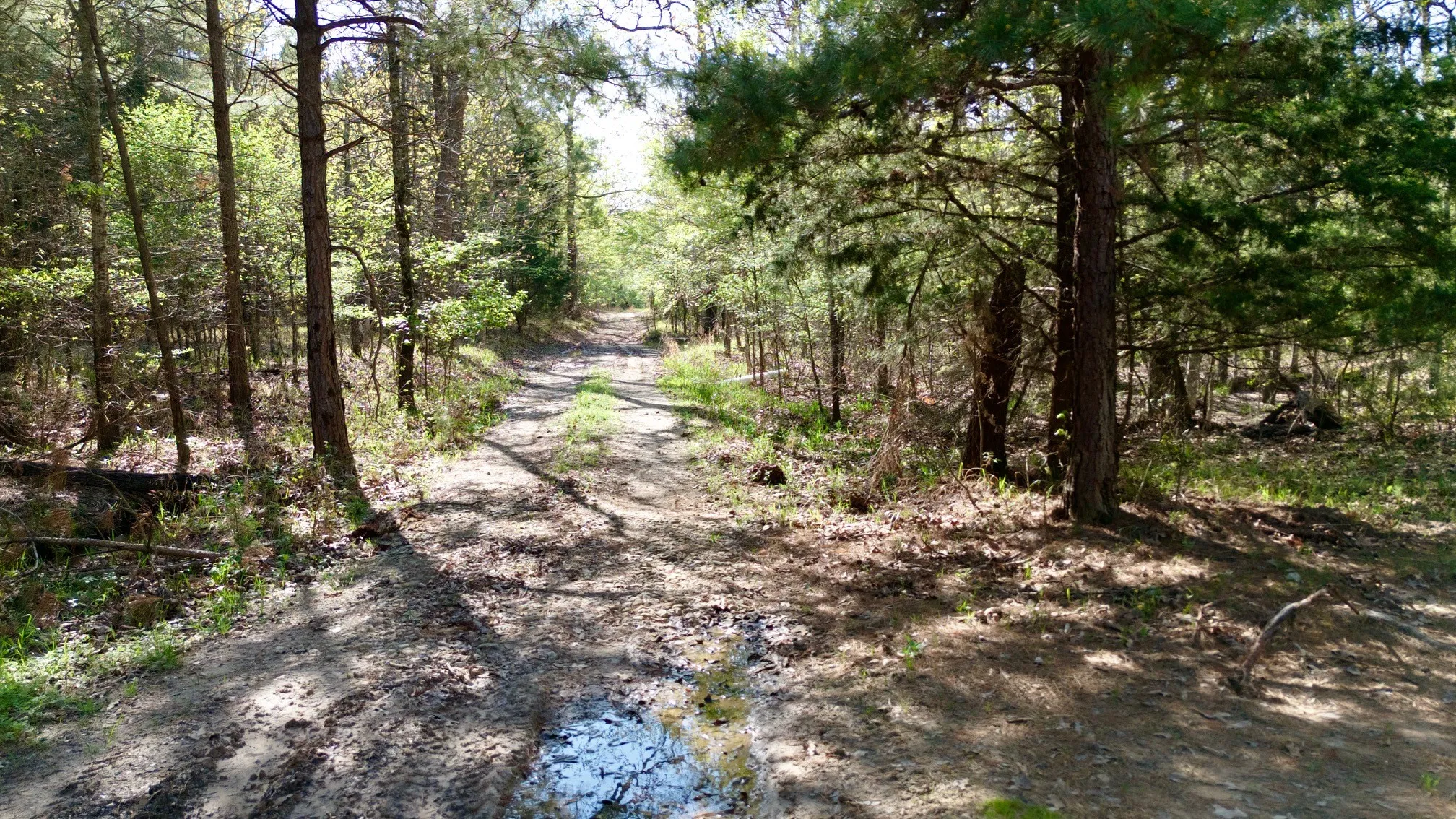 Unimproved Land For Sale in Red River (TX) County , TBD FM 909, Bogata, Texas 75417, 0, 0, Garage spaces, 0 Sqft, built in 0, mls#21253656, Real Estate Agent in Bogata, Homes For Sale in Red River (TX) county, Homes For Sale in Bogata, Realtor in Bogata Texas, Real Estate Brokerage Independent Realty Texas, Luminita Cordes Realtor