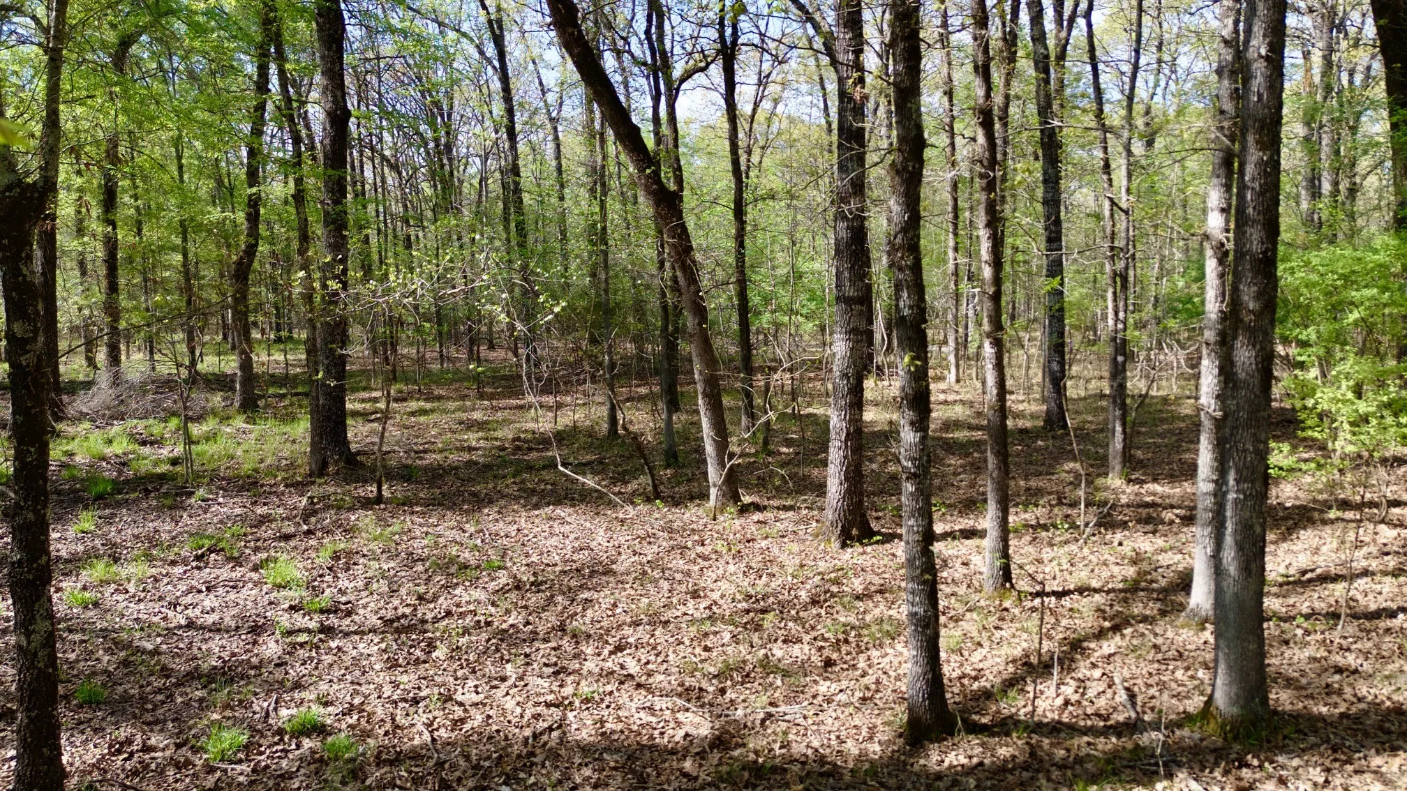 Unimproved Land For Sale in Red River (TX) County , TBD FM 909, Bogata, Texas 75417, 0, 0, Garage spaces, 0 Sqft, built in 0, mls#21253656, Real Estate Agent in Bogata, Homes For Sale in Red River (TX) county, Homes For Sale in Bogata, Realtor in Bogata Texas, Real Estate Brokerage Independent Realty Texas, Luminita Cordes Realtor
