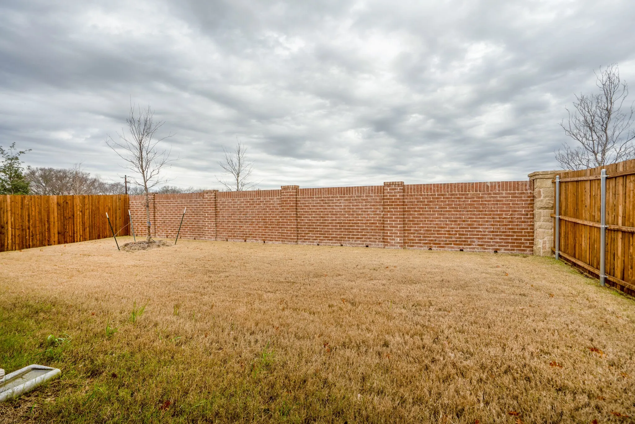 Expansive backyard featuring a brick privacy wall, wood privacy fencing, and a newly planted tree