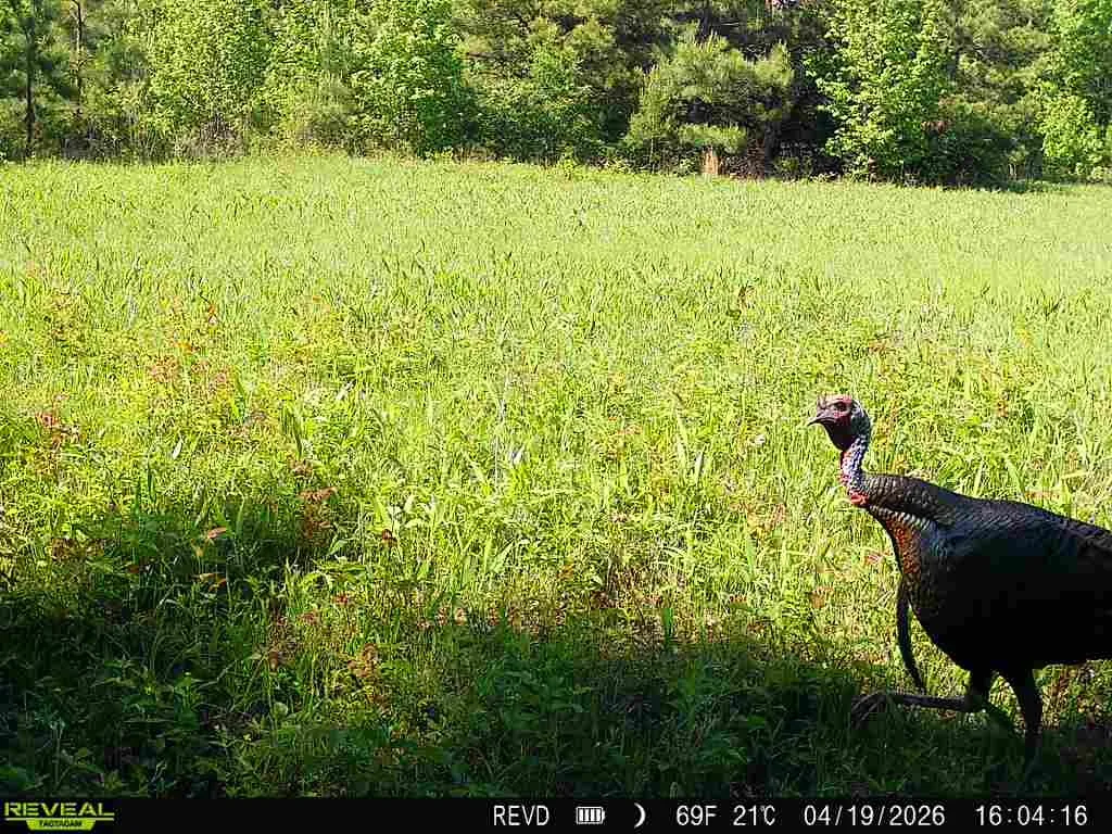 Improved Land For Sale in Red River (TX) County , 11750 FM 1159, Clarksville, Texas 75426, 0, 0, Garage spaces, 0 Sqft, built in 2022, mls#21252195, Real Estate Agent in Clarksville, Homes For Sale in Red River (TX) county, Homes For Sale in Clarksville, Realtor in Clarksville Texas, Real Estate Brokerage Independent Realty Texas, Luminita Cordes Realtor
