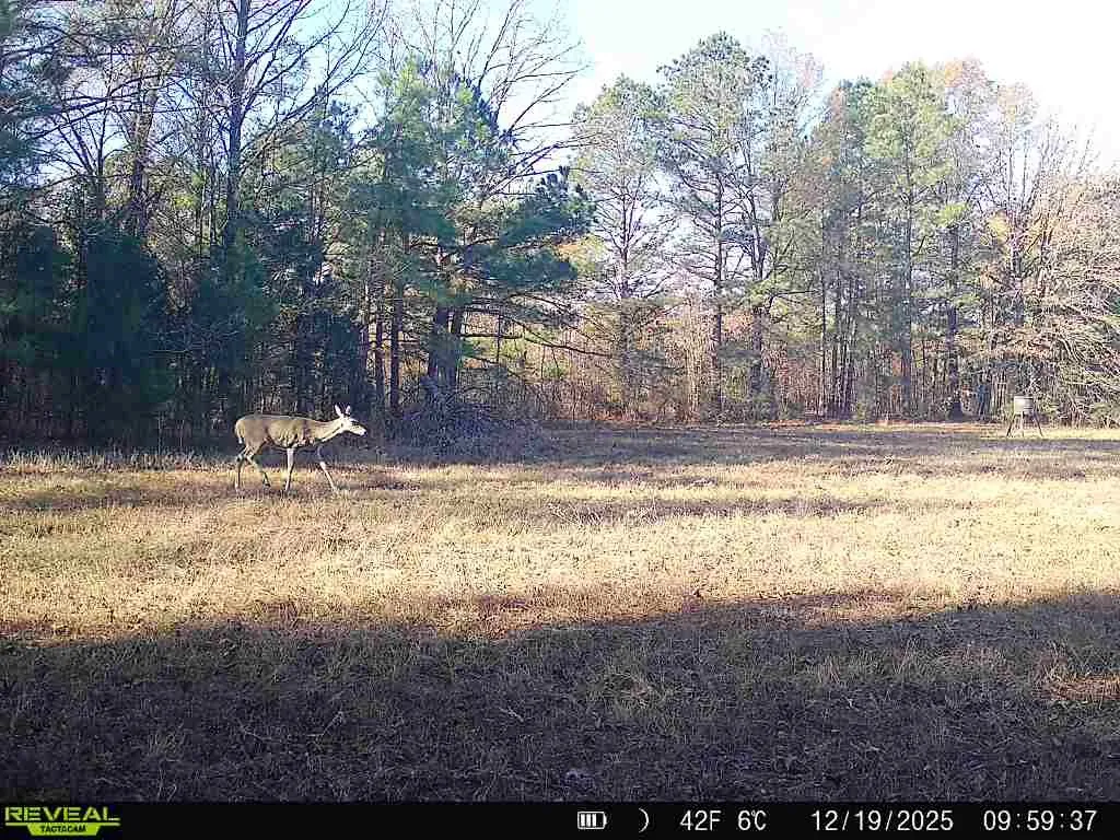 Improved Land For Sale in Red River (TX) County , 11750 FM 1159, Clarksville, Texas 75426, 0, 0, Garage spaces, 0 Sqft, built in 2022, mls#21252195, Real Estate Agent in Clarksville, Homes For Sale in Red River (TX) county, Homes For Sale in Clarksville, Realtor in Clarksville Texas, Real Estate Brokerage Independent Realty Texas, Luminita Cordes Realtor