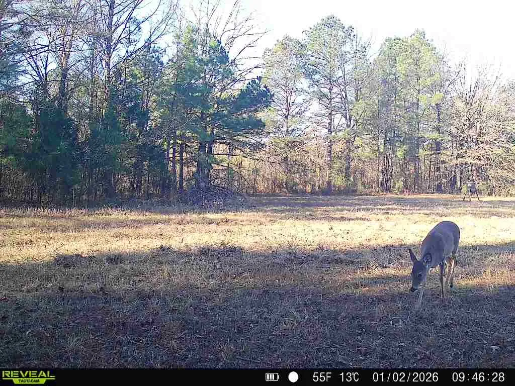 Improved Land For Sale in Red River (TX) County , 11750 FM 1159, Clarksville, Texas 75426, 0, 0, Garage spaces, 0 Sqft, built in 2022, mls#21252195, Real Estate Agent in Clarksville, Homes For Sale in Red River (TX) county, Homes For Sale in Clarksville, Realtor in Clarksville Texas, Real Estate Brokerage Independent Realty Texas, Luminita Cordes Realtor