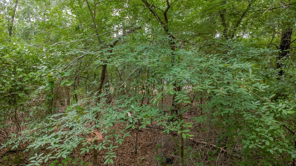 Unimproved Land For Sale in Smith County , 1714 Pineview Lane, Hideaway, Texas 75771, 0, 0, Garage spaces, 0 Sqft, built in 0, Price $29,000, mls#21254435, Real Estate Agent in Hideaway, Homes For Sale in Smith county, Homes For Sale in Hideaway, Realtor in Hideaway Texas, Real Estate Brokerage Independent Realty Texas, Luminita Cordes Realtor