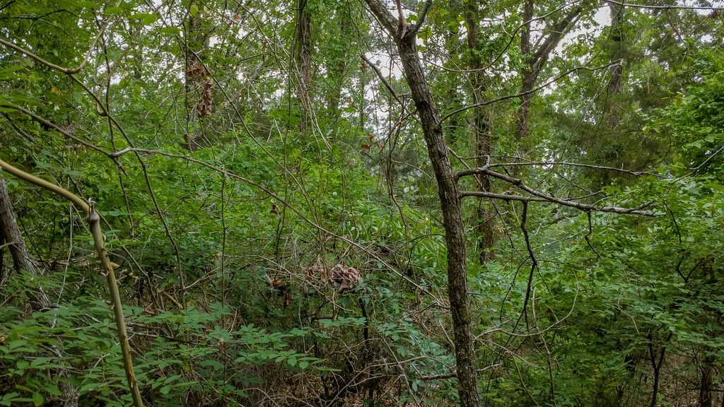 Unimproved Land For Sale in Smith County , 1714 Pineview Lane, Hideaway, Texas 75771, 0, 0, Garage spaces, 0 Sqft, built in 0, Price $29,000, mls#21254435, Real Estate Agent in Hideaway, Homes For Sale in Smith county, Homes For Sale in Hideaway, Realtor in Hideaway Texas, Real Estate Brokerage Independent Realty Texas, Luminita Cordes Realtor