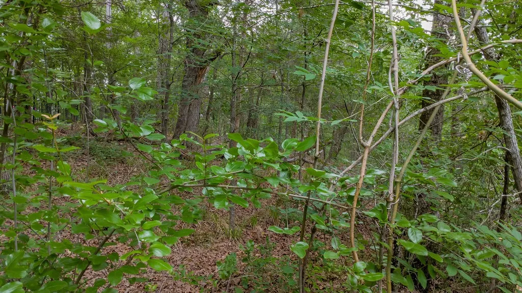 Unimproved Land For Sale in Smith County , 1714 Pineview Lane, Hideaway, Texas 75771, 0, 0, Garage spaces, 0 Sqft, built in 0, Price $29,000, mls#21254435, Real Estate Agent in Hideaway, Homes For Sale in Smith county, Homes For Sale in Hideaway, Realtor in Hideaway Texas, Real Estate Brokerage Independent Realty Texas, Luminita Cordes Realtor