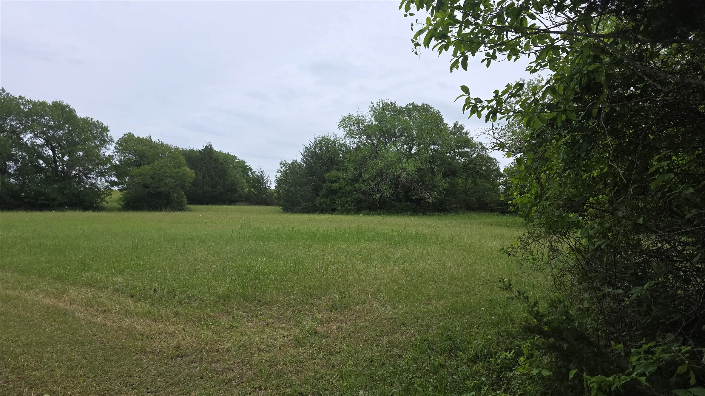 Expansive open field featuring natural grasses and mature trees at the perimeter