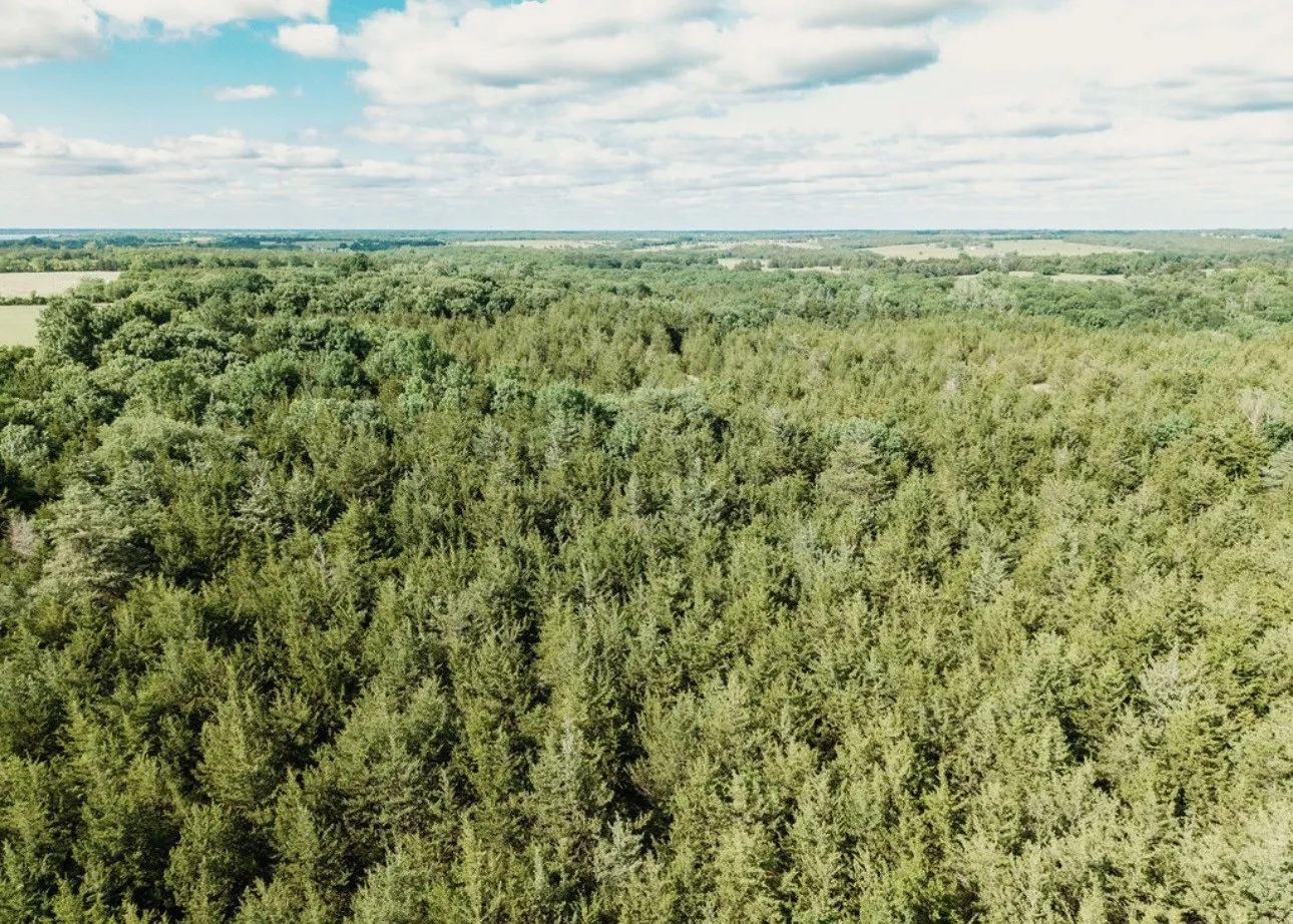 Unimproved Land For Sale in Fannin County , TBD CR 2975, Honey Grove, Texas 75446, 0, 0, Garage spaces, 0 Sqft, built in 0, mls#21254519, Real Estate Agent in Honey Grove, Homes For Sale in Fannin county, Homes For Sale in Honey Grove, Realtor in Honey Grove Texas, Real Estate Brokerage Independent Realty Texas, Luminita Cordes Realtor