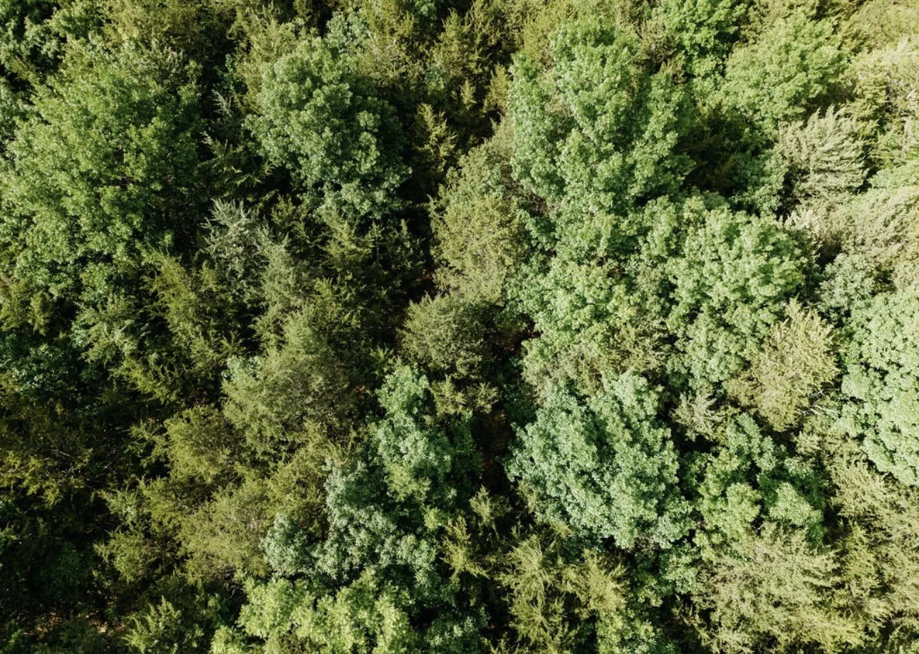 Unimproved Land For Sale in Fannin County , TBD CR 2975, Honey Grove, Texas 75446, 0, 0, Garage spaces, 0 Sqft, built in 0, mls#21254519, Real Estate Agent in Honey Grove, Homes For Sale in Fannin county, Homes For Sale in Honey Grove, Realtor in Honey Grove Texas, Real Estate Brokerage Independent Realty Texas, Luminita Cordes Realtor