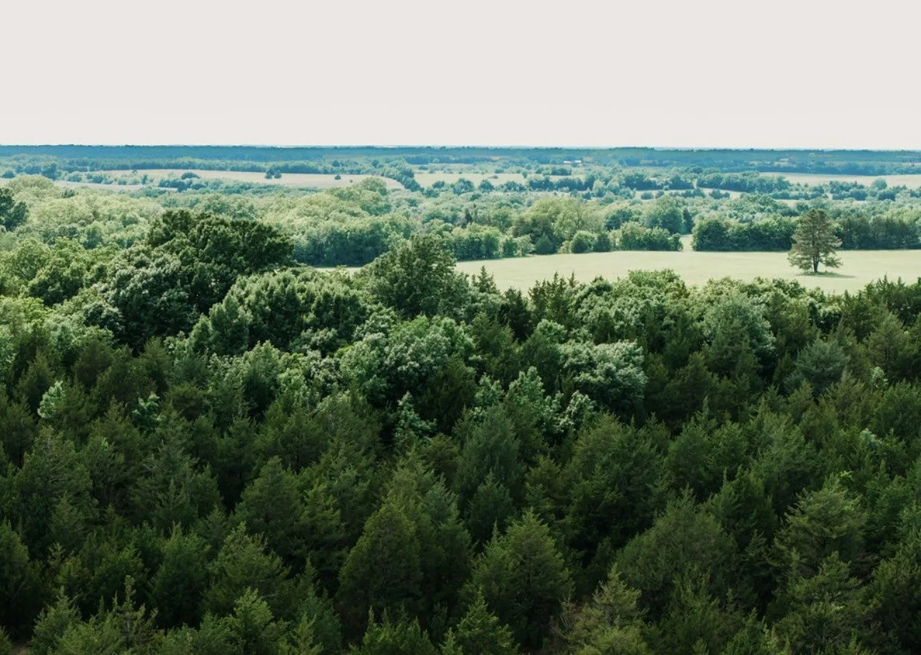 Unimproved Land For Sale in Fannin County , TBD CR 2975, Honey Grove, Texas 75446, 0, 0, Garage spaces, 0 Sqft, built in 0, mls#21254519, Real Estate Agent in Honey Grove, Homes For Sale in Fannin county, Homes For Sale in Honey Grove, Realtor in Honey Grove Texas, Real Estate Brokerage Independent Realty Texas, Luminita Cordes Realtor