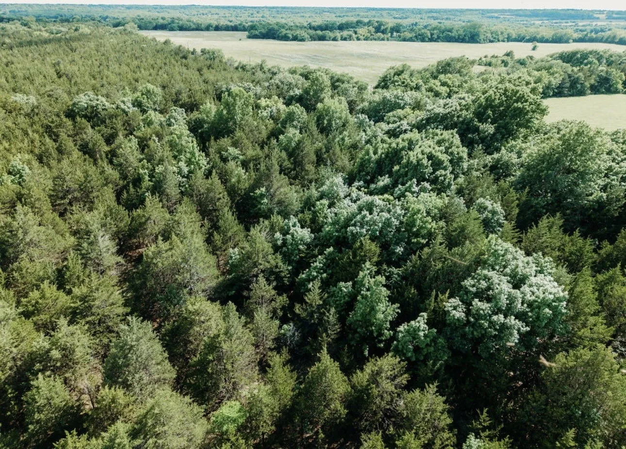 Unimproved Land For Sale in Fannin County , TBD CR 2975, Honey Grove, Texas 75446, 0, 0, Garage spaces, 0 Sqft, built in 0, mls#21254519, Real Estate Agent in Honey Grove, Homes For Sale in Fannin county, Homes For Sale in Honey Grove, Realtor in Honey Grove Texas, Real Estate Brokerage Independent Realty Texas, Luminita Cordes Realtor
