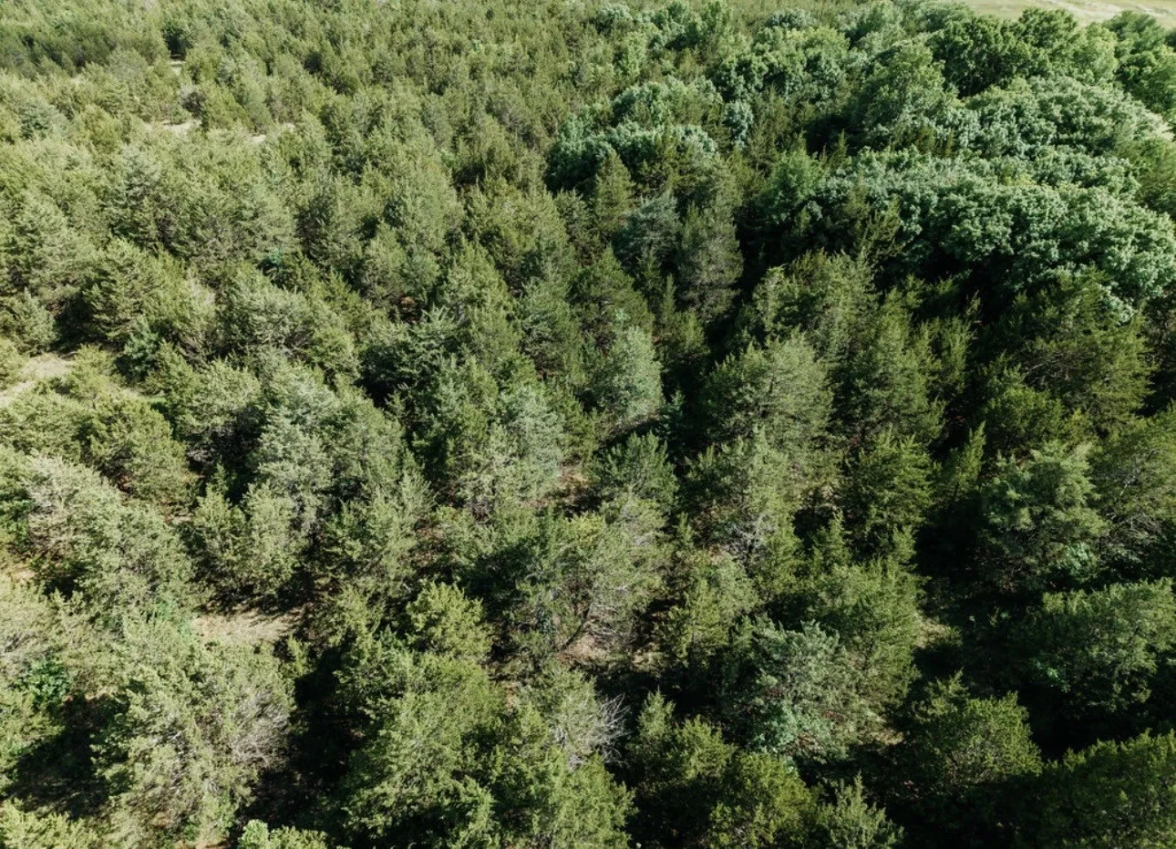 Unimproved Land For Sale in Fannin County , TBD CR 2975, Honey Grove, Texas 75446, 0, 0, Garage spaces, 0 Sqft, built in 0, mls#21254519, Real Estate Agent in Honey Grove, Homes For Sale in Fannin county, Homes For Sale in Honey Grove, Realtor in Honey Grove Texas, Real Estate Brokerage Independent Realty Texas, Luminita Cordes Realtor