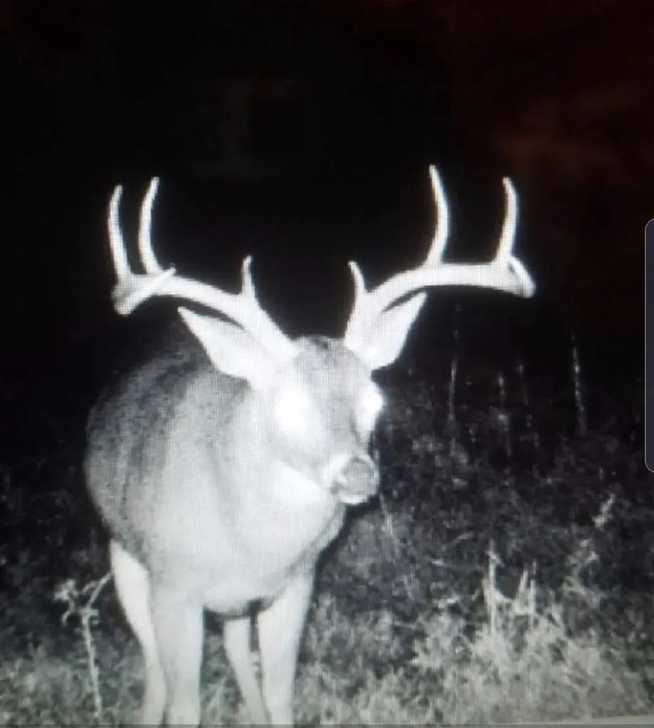 Improved Land For Sale in Red River (TX) County , 16513 FM 1159, Clarksville, Texas 75426, 0, 0, Garage spaces, 0 Sqft, built in 0, Price $150,000, mls#21254210, Real Estate Agent in Clarksville, Homes For Sale in Red River (TX) county, Homes For Sale in Clarksville, Realtor in Clarksville Texas, Real Estate Brokerage Independent Realty Texas, Luminita Cordes Realtor