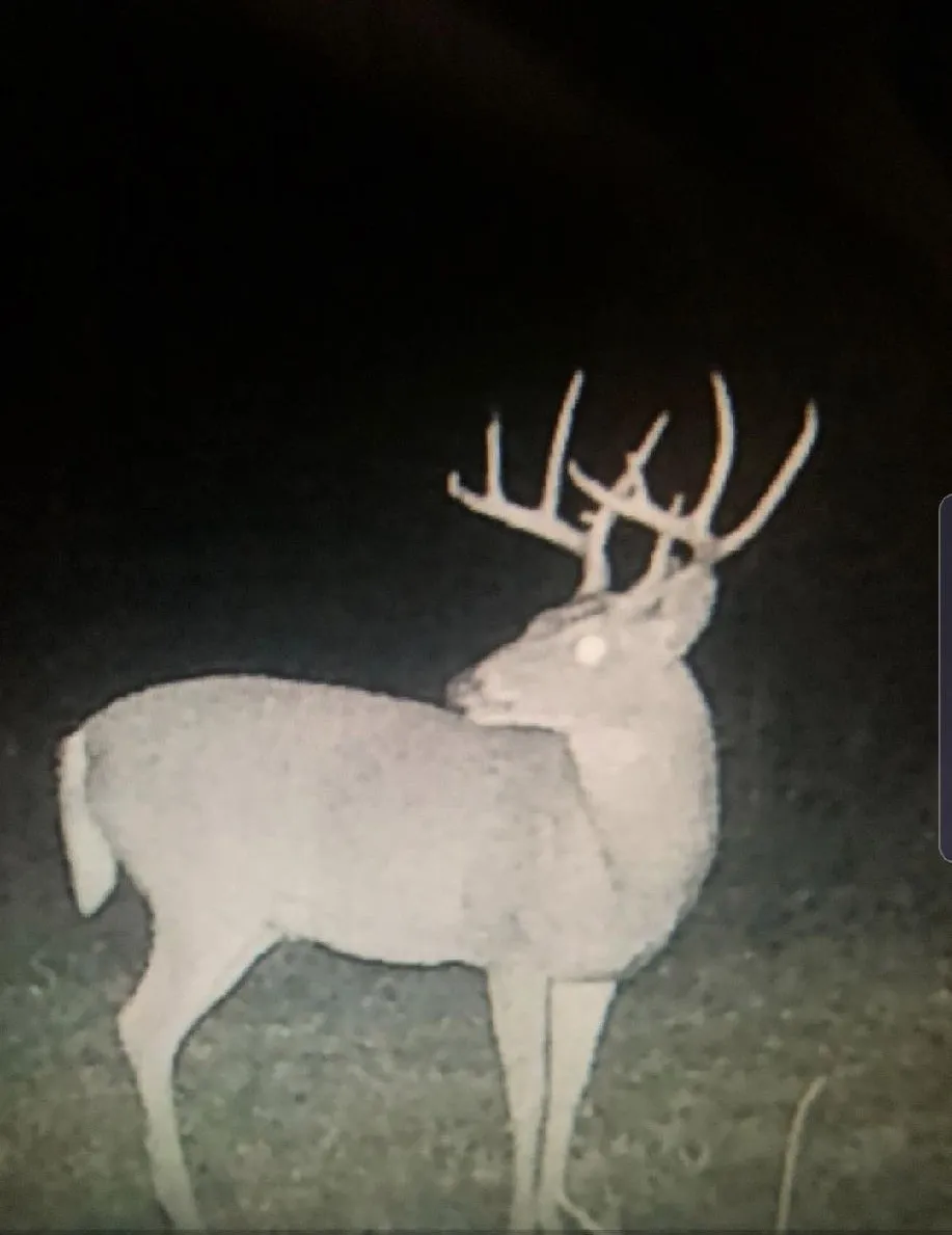 Improved Land For Sale in Red River (TX) County , 16513 FM 1159, Clarksville, Texas 75426, 0, 0, Garage spaces, 0 Sqft, built in 0, Price $150,000, mls#21254210, Real Estate Agent in Clarksville, Homes For Sale in Red River (TX) county, Homes For Sale in Clarksville, Realtor in Clarksville Texas, Real Estate Brokerage Independent Realty Texas, Luminita Cordes Realtor