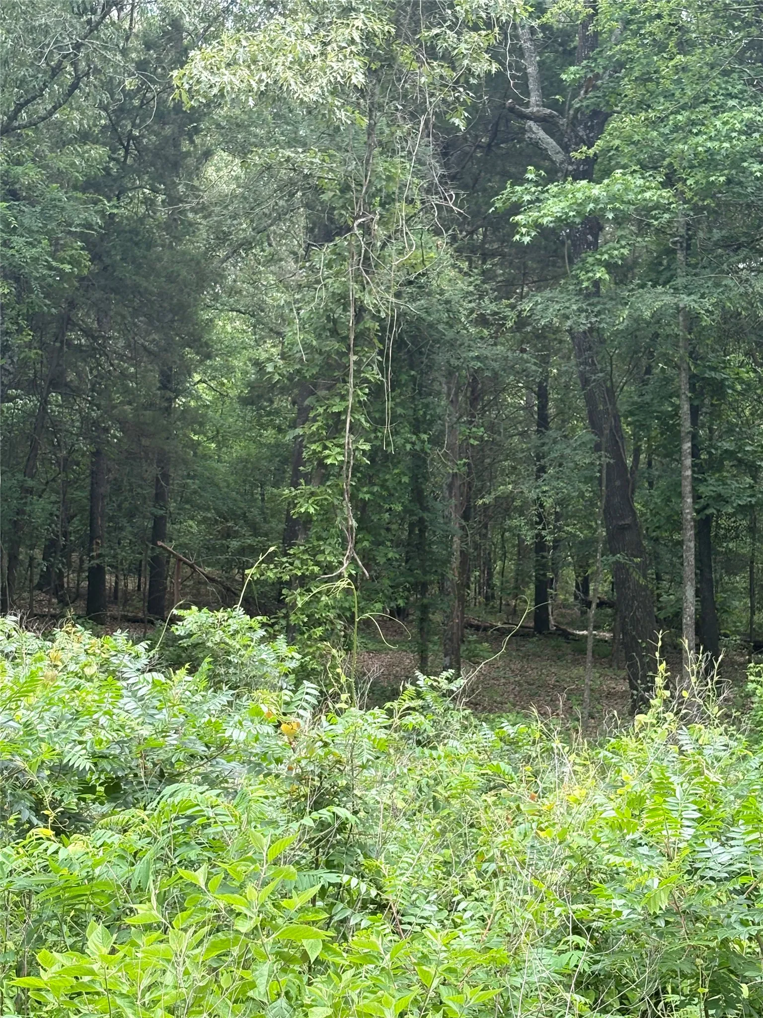 Unimproved Land For Sale in Van Zandt County , 0 County Road 4112, Canton, Texas 75103, 0, 0, Garage spaces, 0 Sqft, built in 0, Price $199,900, mls#21254983, Real Estate Agent in Canton, Homes For Sale in Van Zandt county, Homes For Sale in Canton, Realtor in Canton Texas, Real Estate Brokerage Independent Realty Texas, Luminita Cordes Realtor
