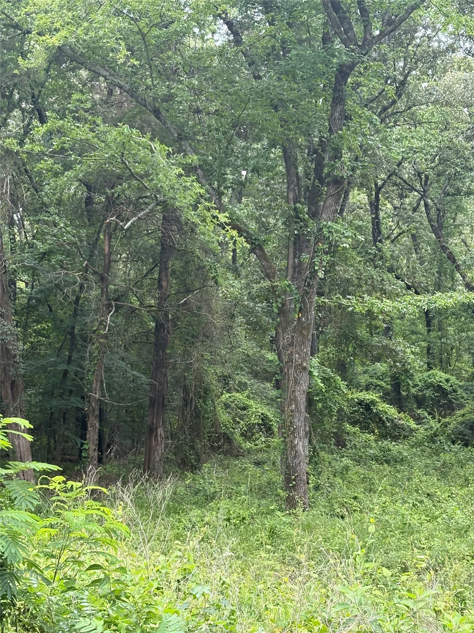 Unimproved Land For Sale in Van Zandt County , 0 County Road 4112, Canton, Texas 75103, 0, 0, Garage spaces, 0 Sqft, built in 0, Price $199,900, mls#21254983, Real Estate Agent in Canton, Homes For Sale in Van Zandt county, Homes For Sale in Canton, Realtor in Canton Texas, Real Estate Brokerage Independent Realty Texas, Luminita Cordes Realtor