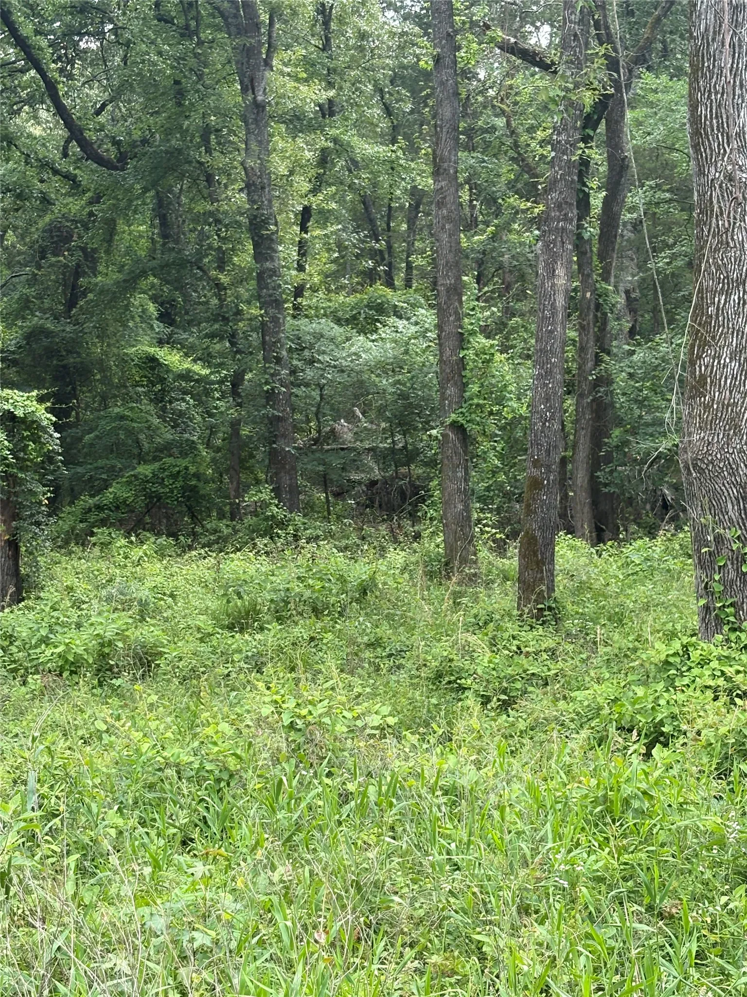 Unimproved Land For Sale in Van Zandt County , 0 County Road 4112, Canton, Texas 75103, 0, 0, Garage spaces, 0 Sqft, built in 0, Price $199,900, mls#21254983, Real Estate Agent in Canton, Homes For Sale in Van Zandt county, Homes For Sale in Canton, Realtor in Canton Texas, Real Estate Brokerage Independent Realty Texas, Luminita Cordes Realtor