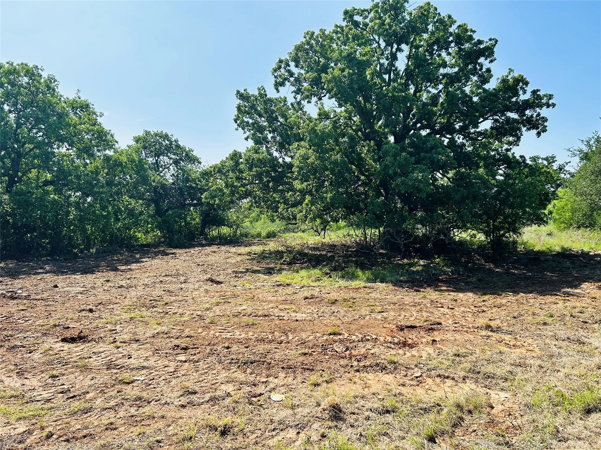 Many established trees