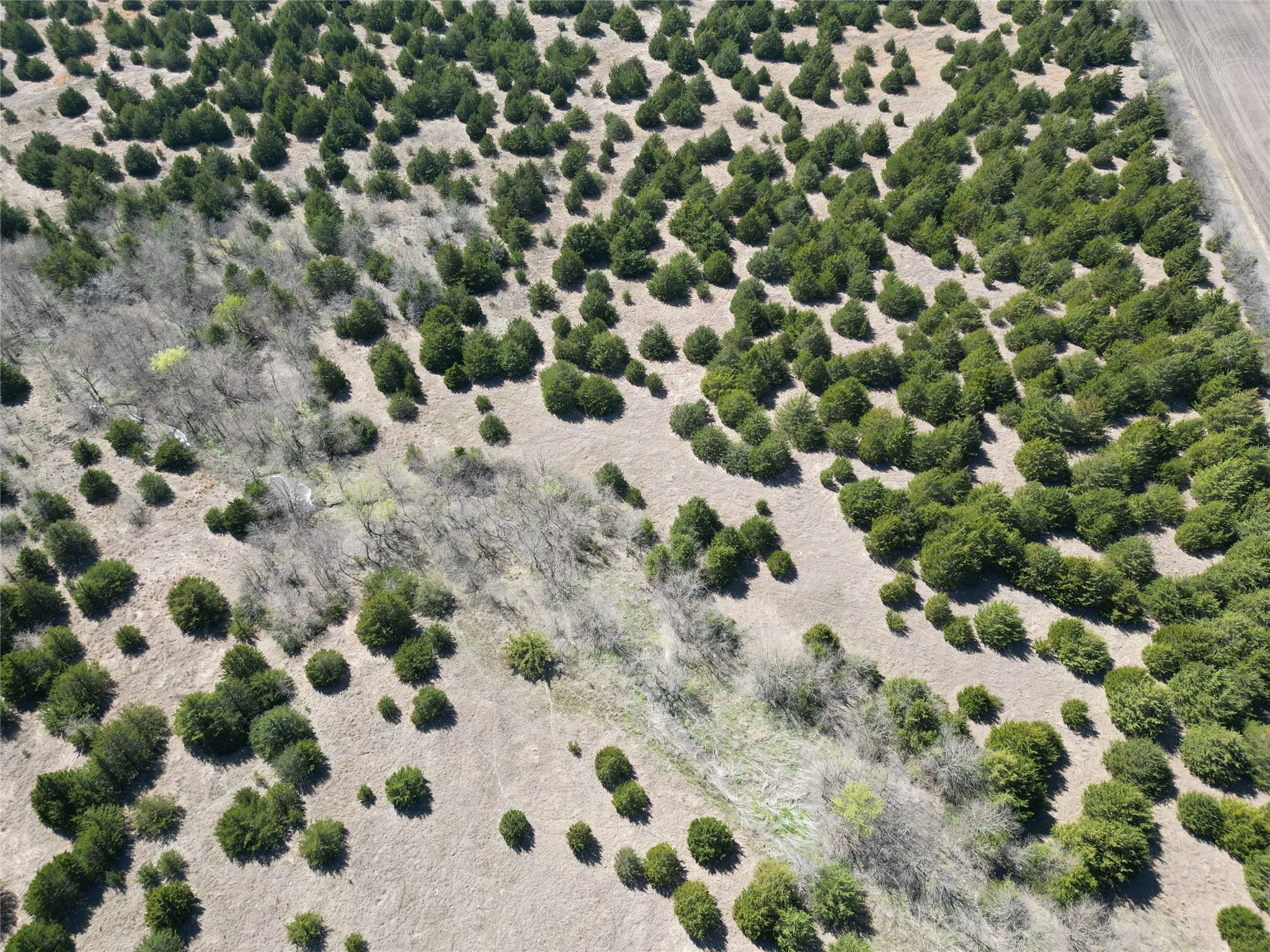 Unimproved Land For Sale in Fannin County , 999-1 CR3805, Bailey, Texas 75413, 0, 0, Garage spaces, 0 Sqft, built in 0, mls#21254583, Real Estate Agent in Bailey, Homes For Sale in Fannin county, Homes For Sale in Bailey, Realtor in Bailey Texas, Real Estate Brokerage Independent Realty Texas, Luminita Cordes Realtor